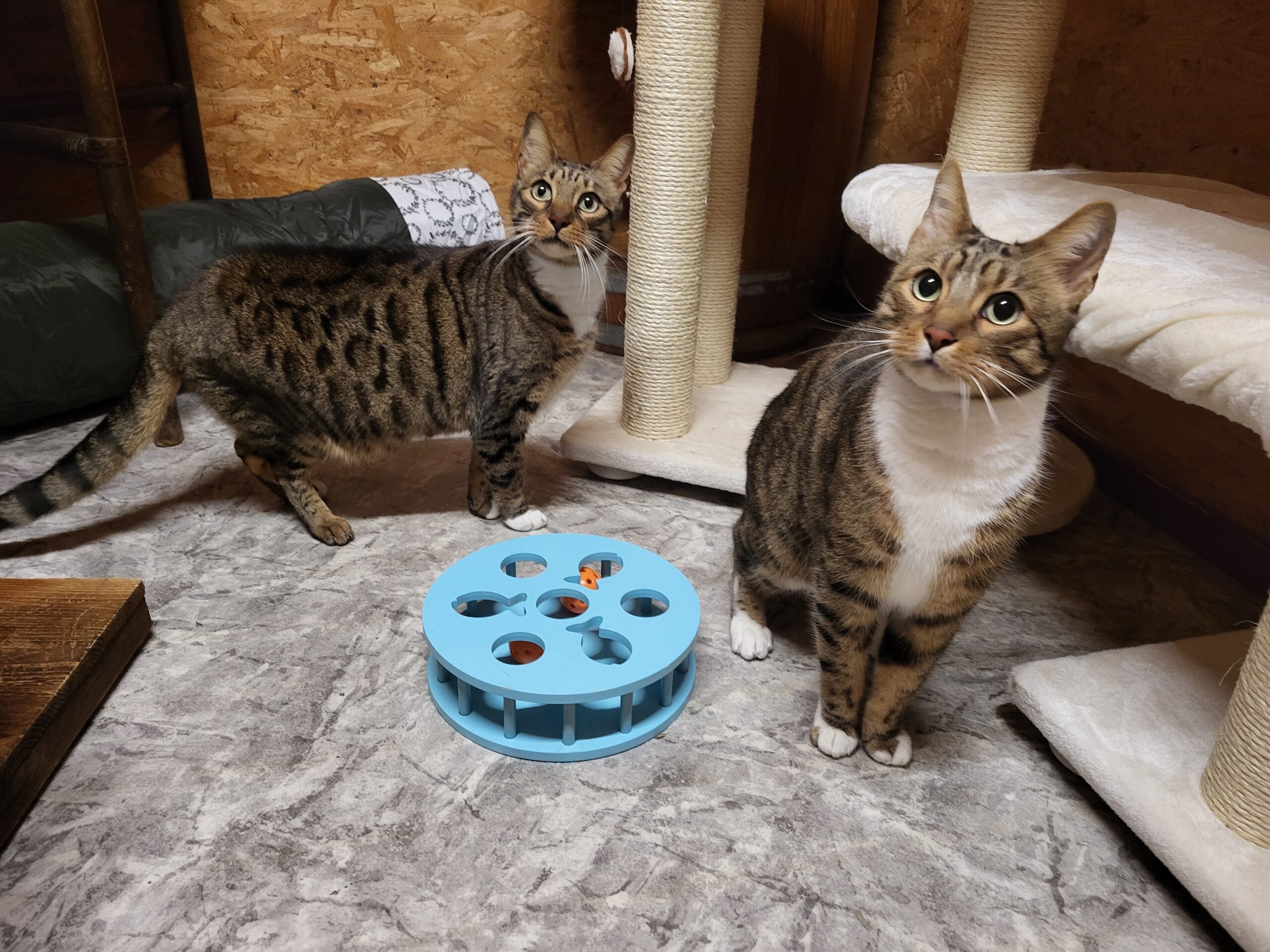 Katzen Simba und Blacky Zuhause gesucht Tierheim Hoffnung für Tiere