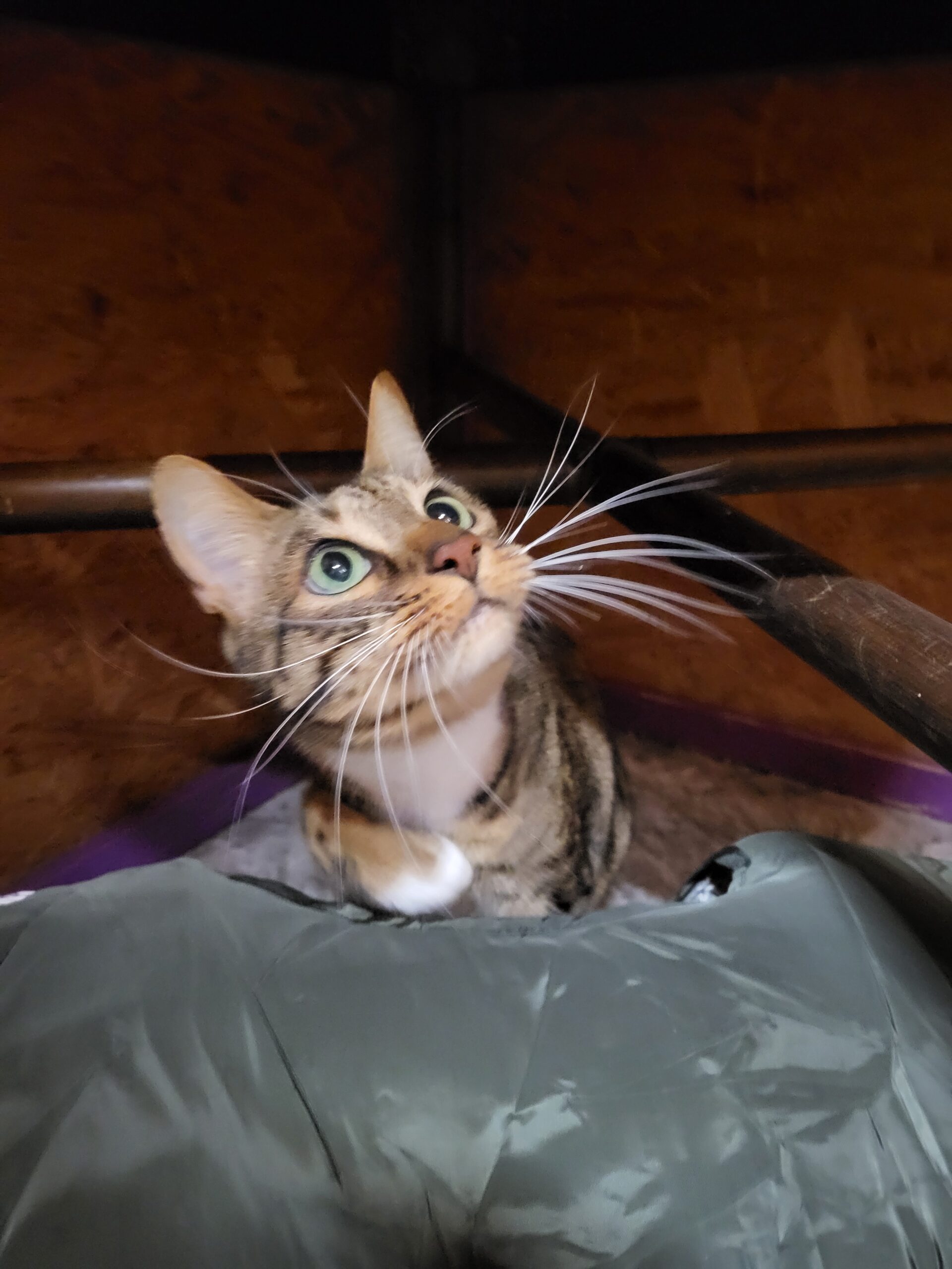 Katzen Simba und Blacky Zuhause gesucht Tierheim Hoffnung für Tiere