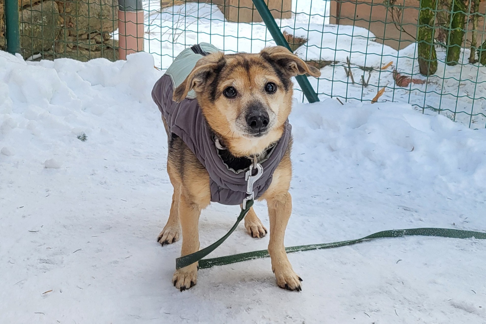 Hund Bandzior Zuhause gesucht Tierheim Hoffnung für Tiere