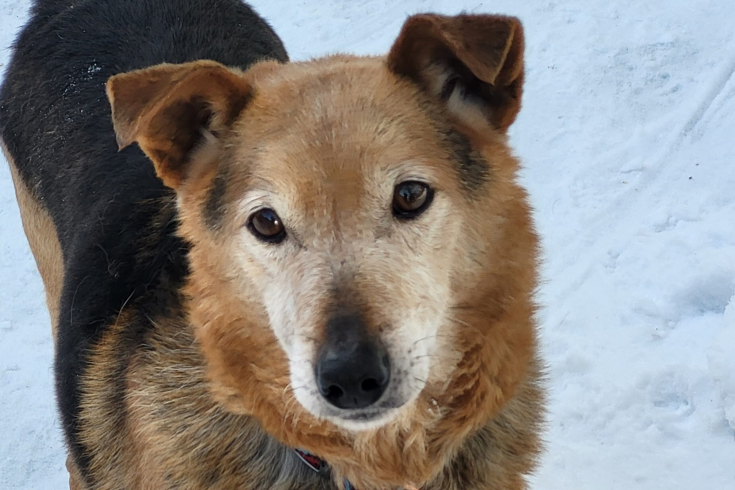 Hund Bax Zuhause gesucht Tierheim Hoffnung für Tiere