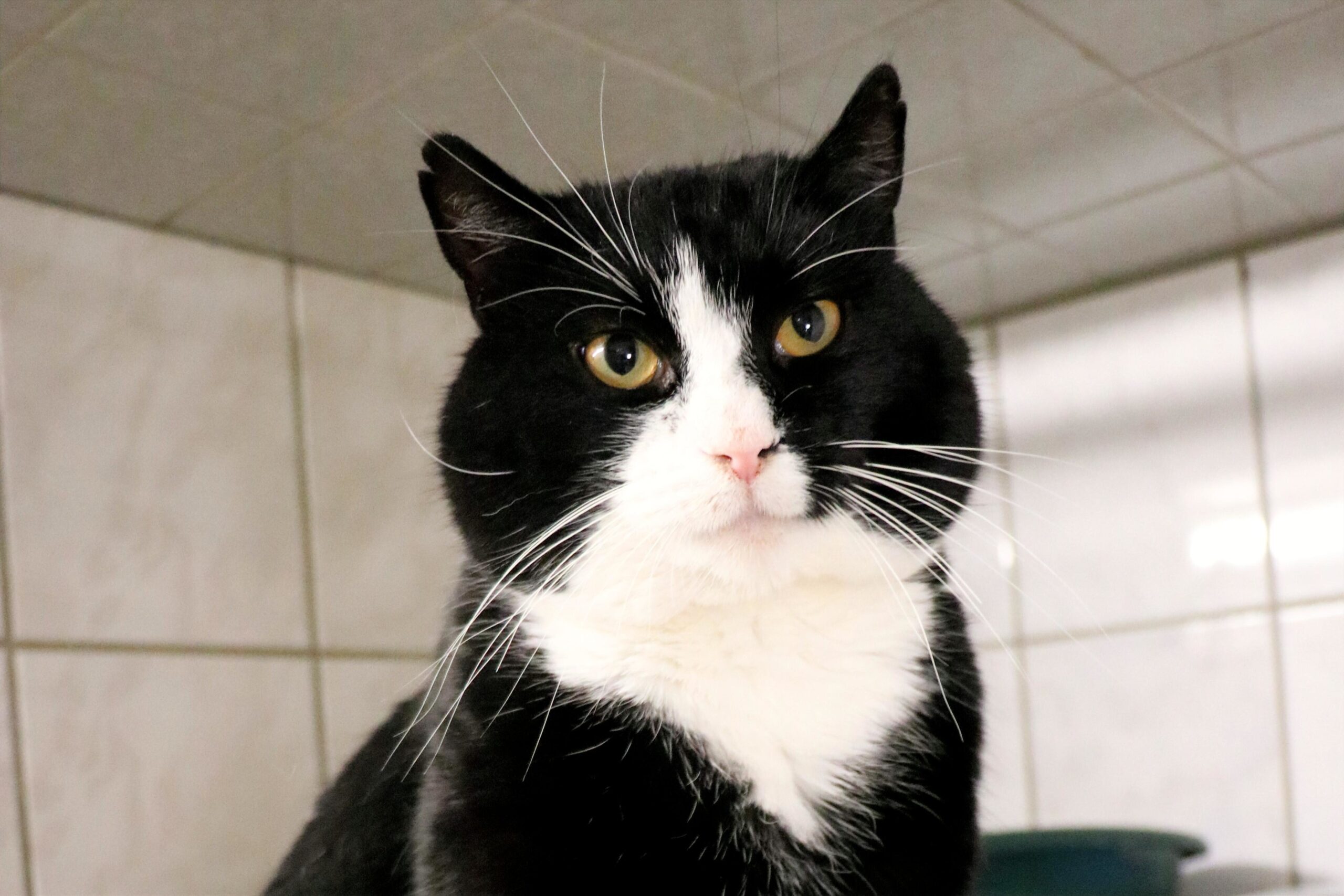 Katze Bernd Zuhause gesucht Tierheim Hoffnung für Tiere