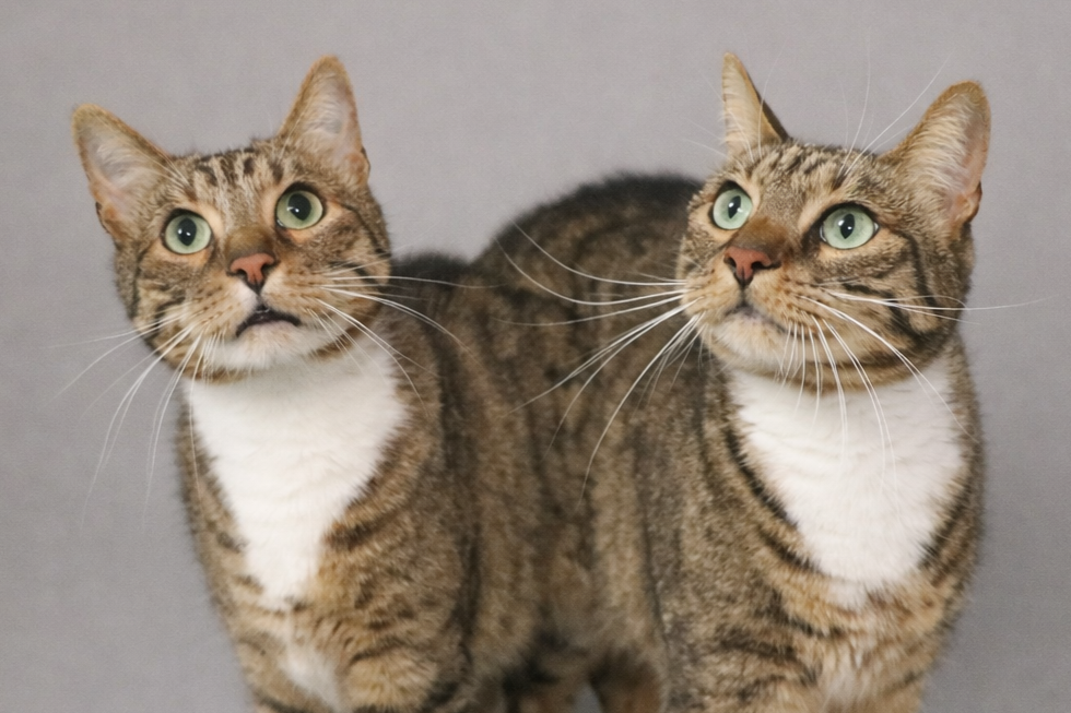 Katzen Blacky und Simba Zuhause gesucht Tierheim Hoffnung für Tiere