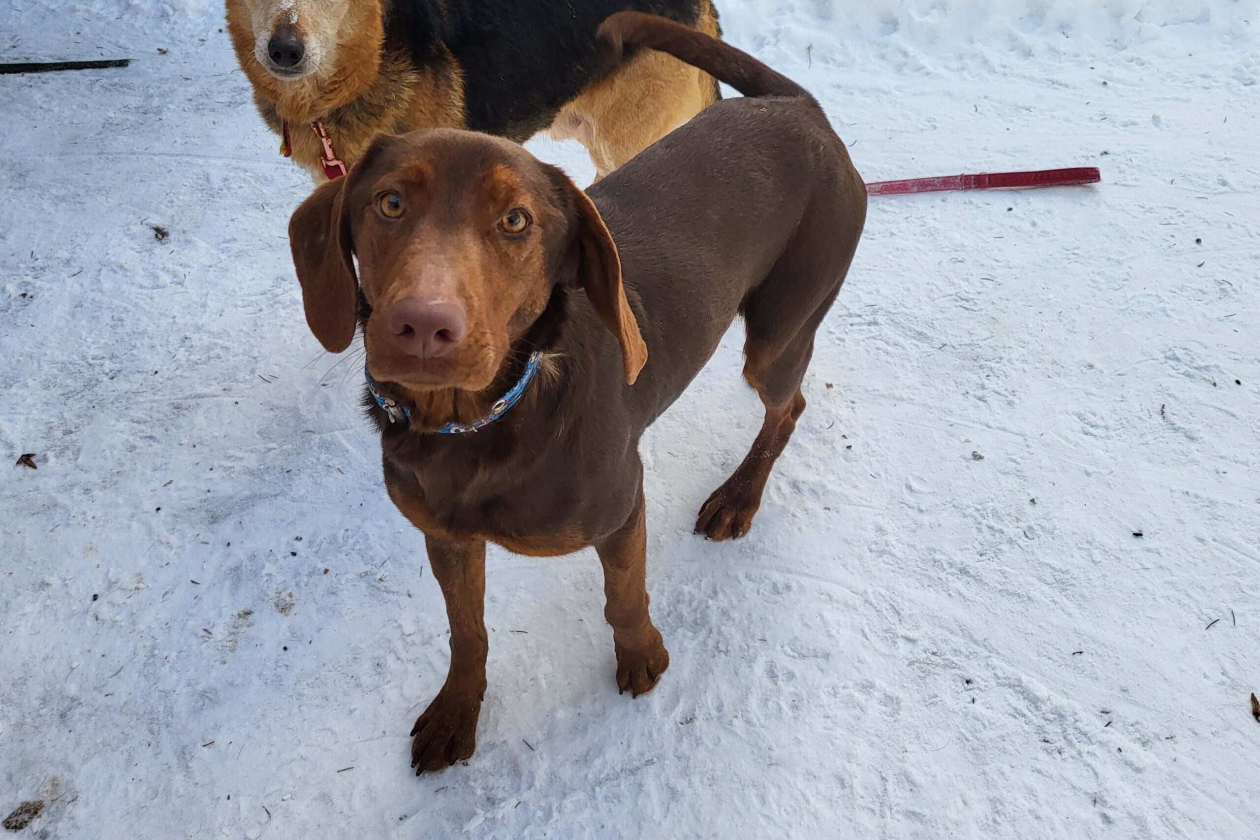 Hund Carmen Zuhause gesucht Tierheim Hoffnung für Tiere