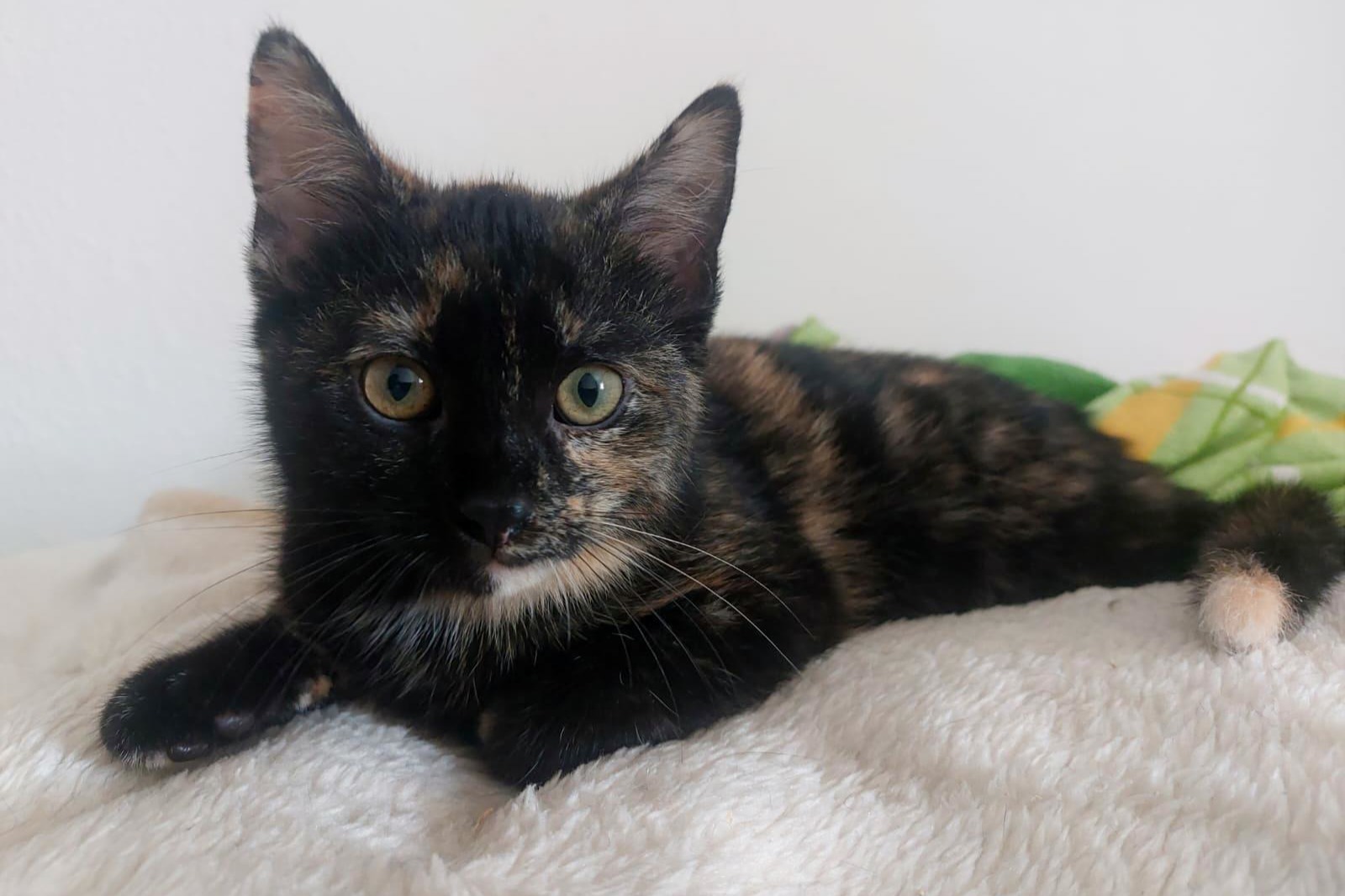 Katze Emmy Zuhause gesucht Tierheim Hoffnung für Tiere