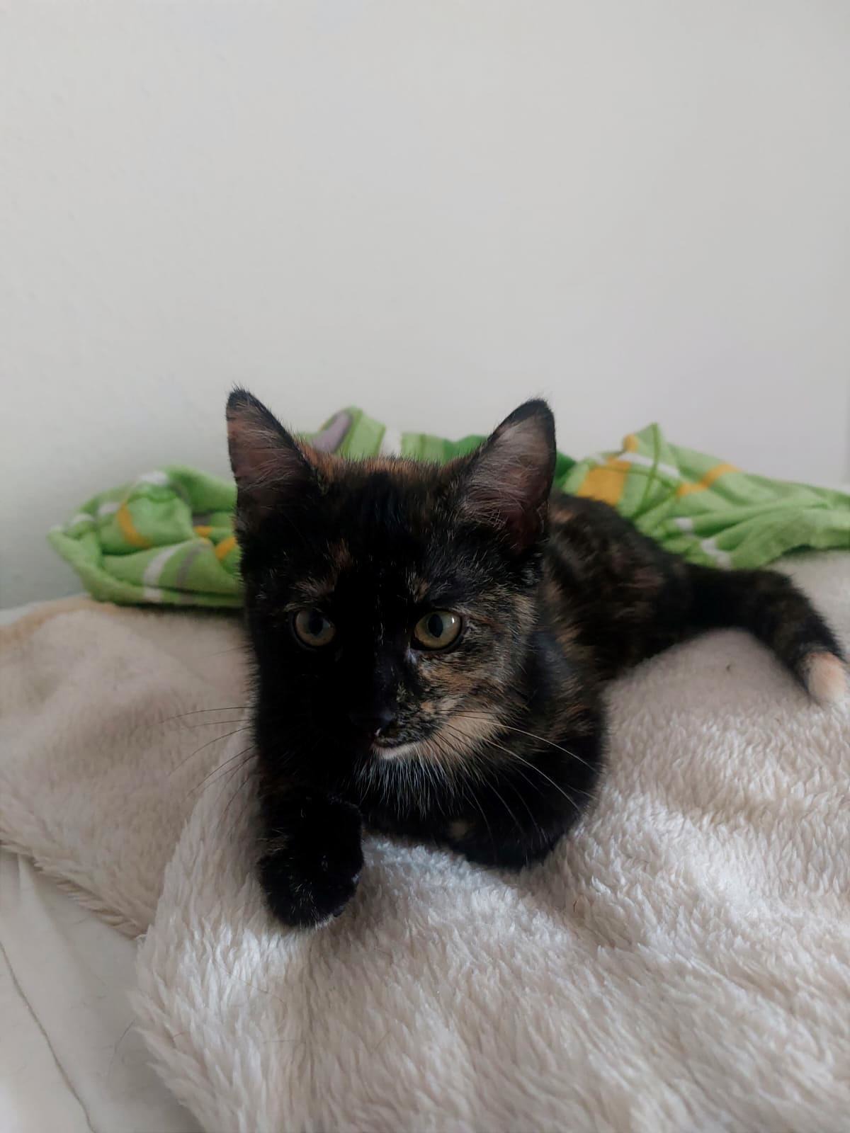 Katze Emmy Zuhause gesucht Tierheim Hoffnung für Tiere