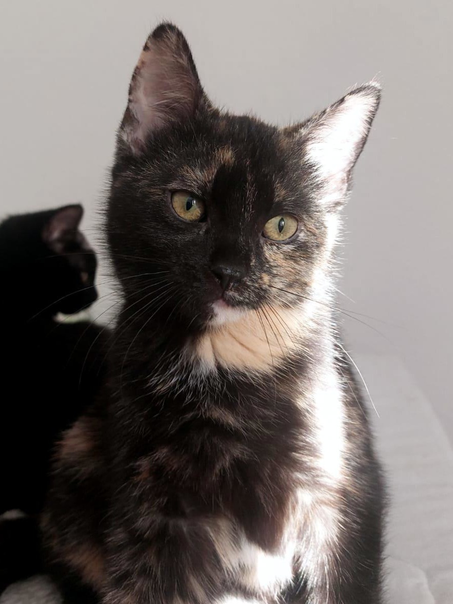 Katze Emmy Zuhause gesucht Tierheim Hoffnung für Tiere