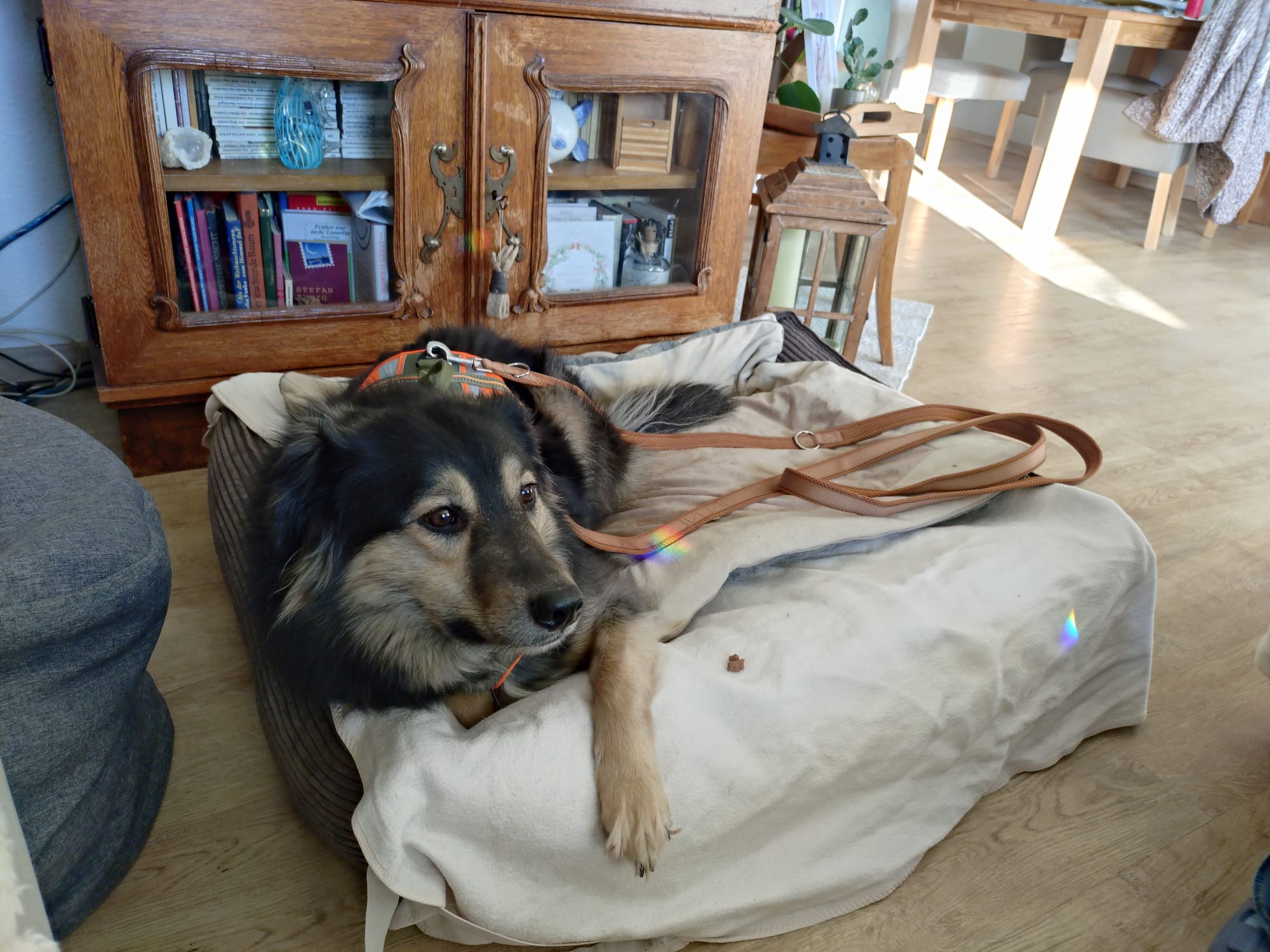 Fiona im neuen Zuhause