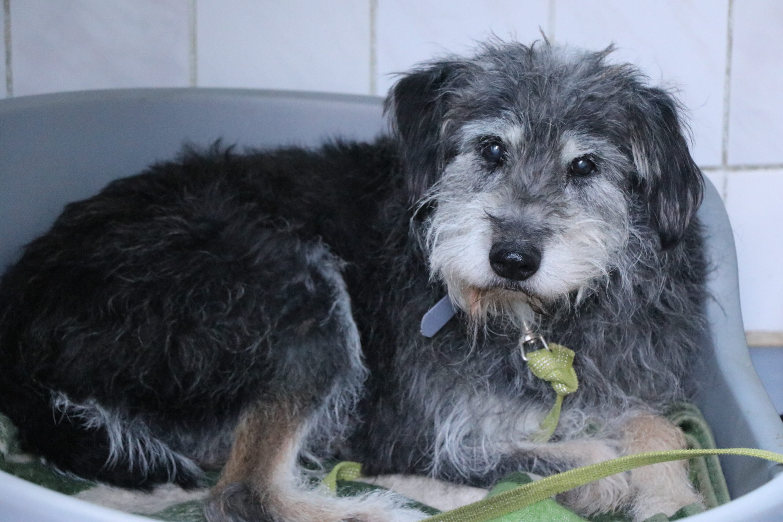 Hund Mumin Hundeopi Zuhause gesucht Tierheim Hoffnung für Tiere