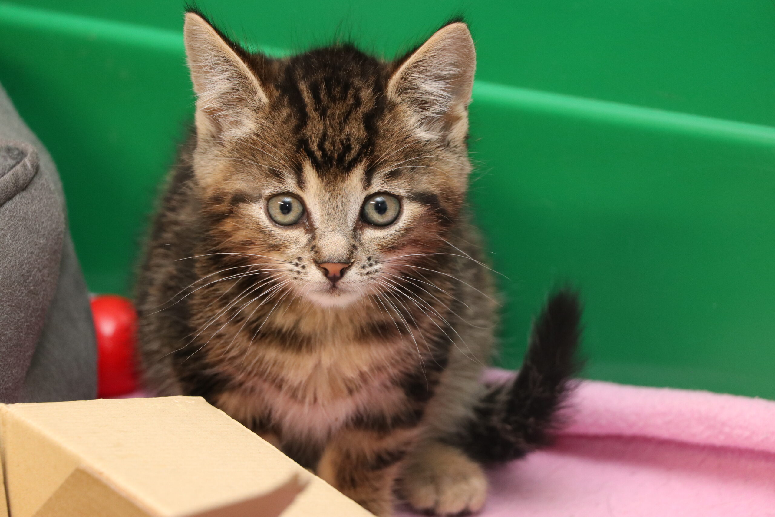 Moritz Katze Moritz Zuhause gesucht Tierheim Hoffnung für Tiere