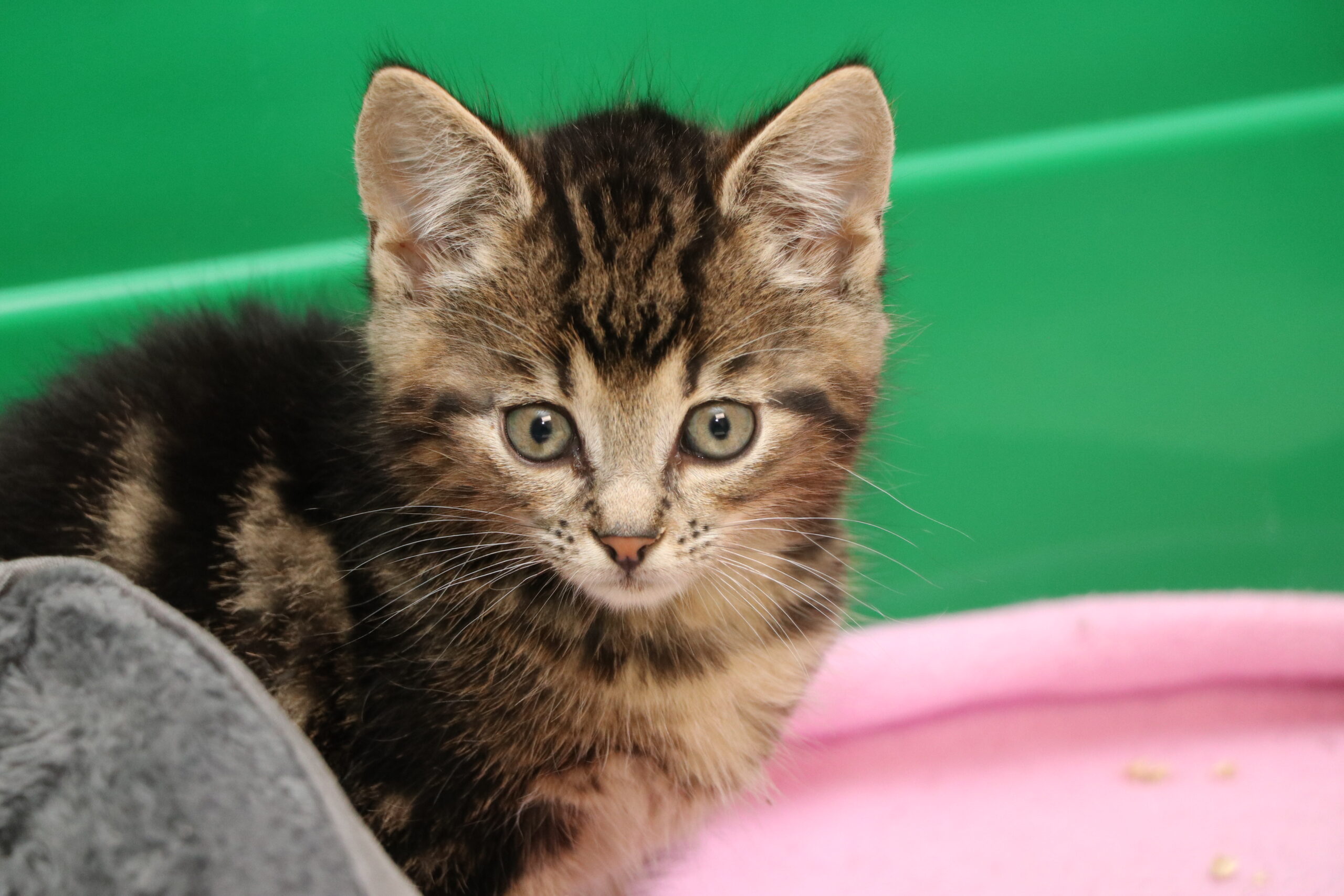 Katze Moritz Zuhause gesucht Tierheim Hoffnung für Tiere