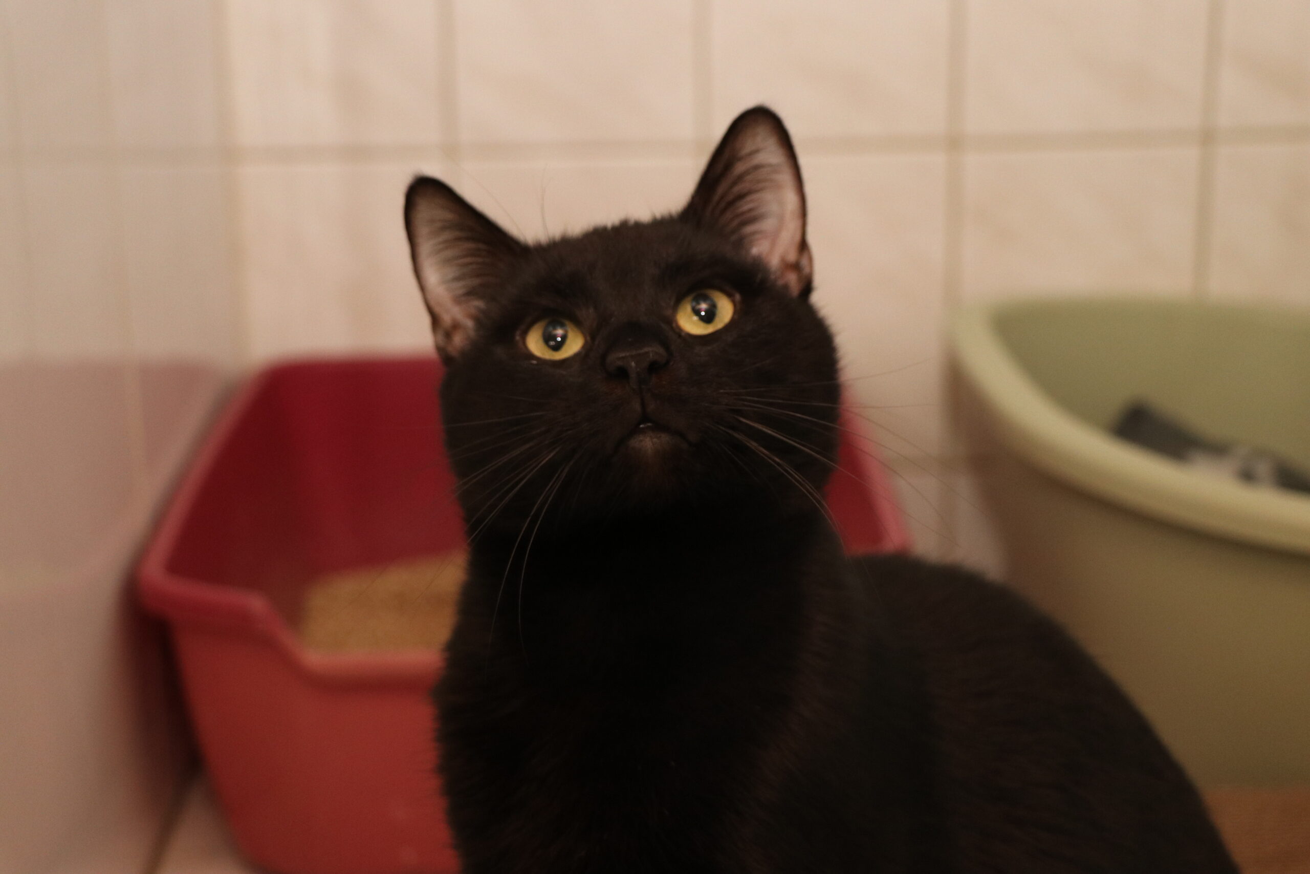 Mr Black Katze Mr Black Zuhause gesucht Tierheim Hoffnung für Tiere
