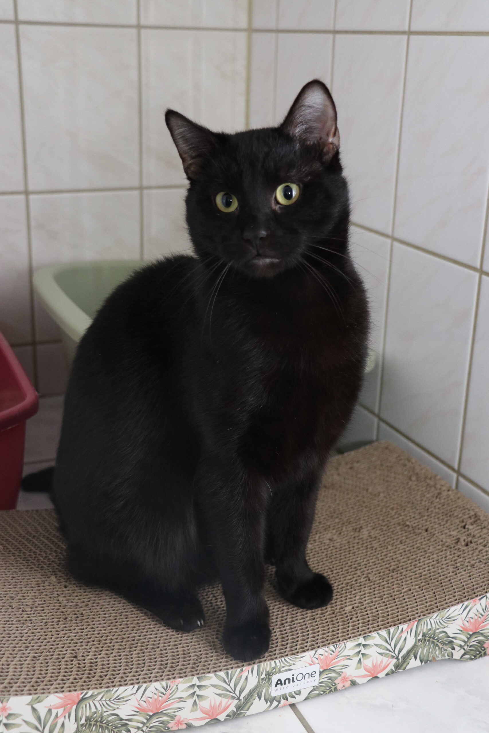 Mr Black Katze Mr Black Zuhause gesucht Tierheim Hoffnung für Tiere