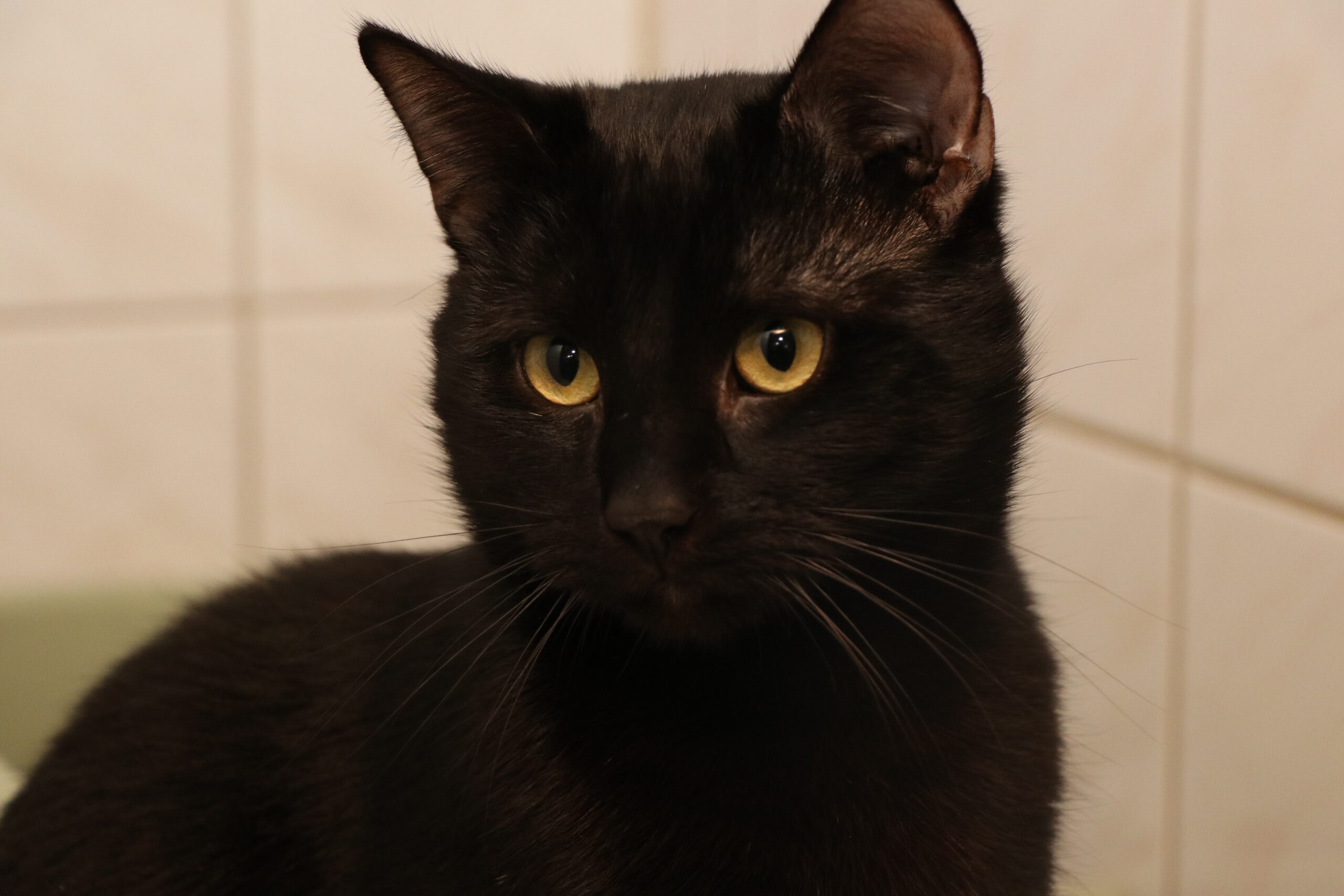Katze Mr Black Zuhause gesucht Tierheim Hoffnung für Tiere