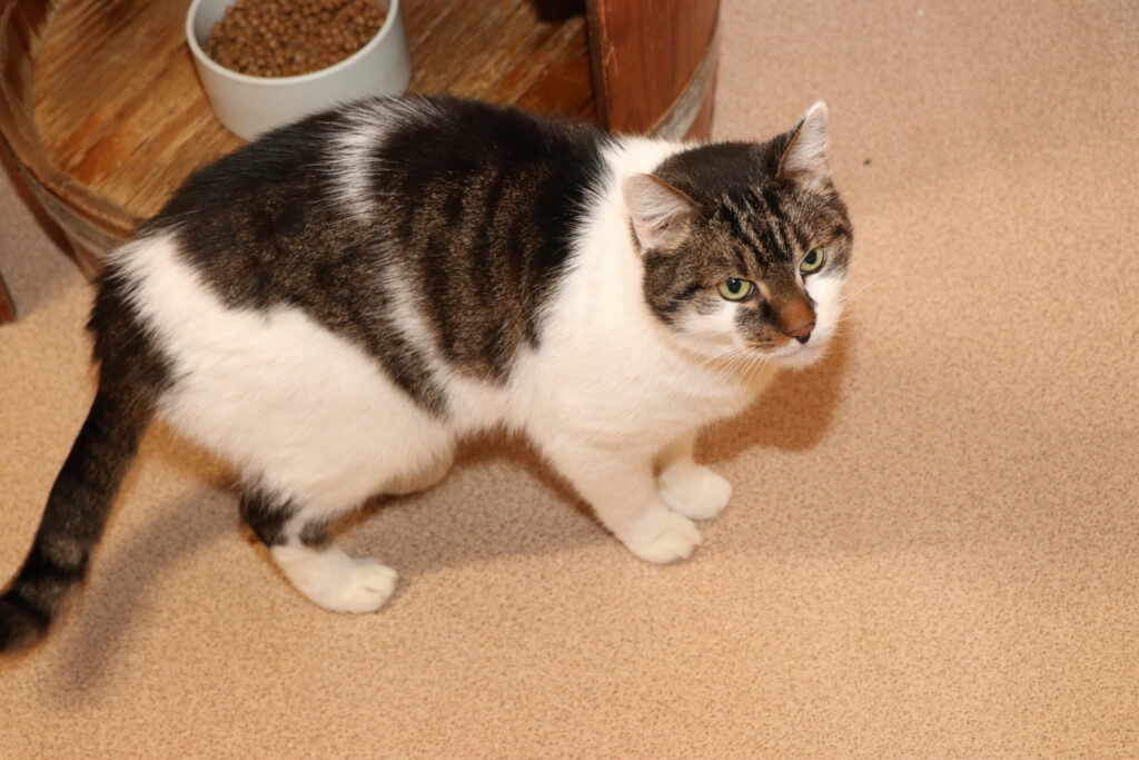 Kater Gismo Zuhause gesucht Tierheim Hoffnung für Tiere