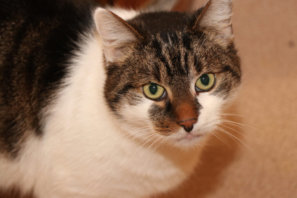 Kater Gismo Zuhause gesucht Tierheim Hoffnung für Tiere