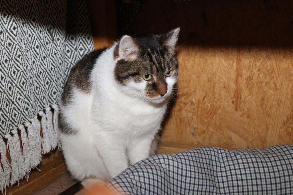 Kater Gismo Zuhause gesucht Tierheim Hoffnung für Tiere