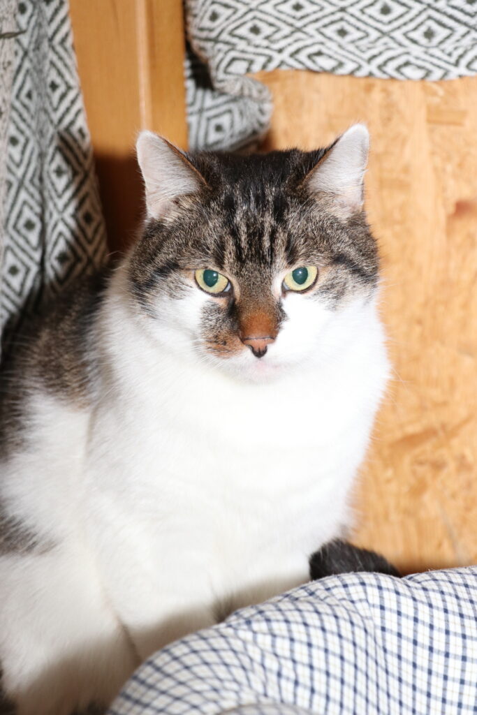 Kater Gismo Zuhause gesucht Tierheim Hoffnung für Tiere