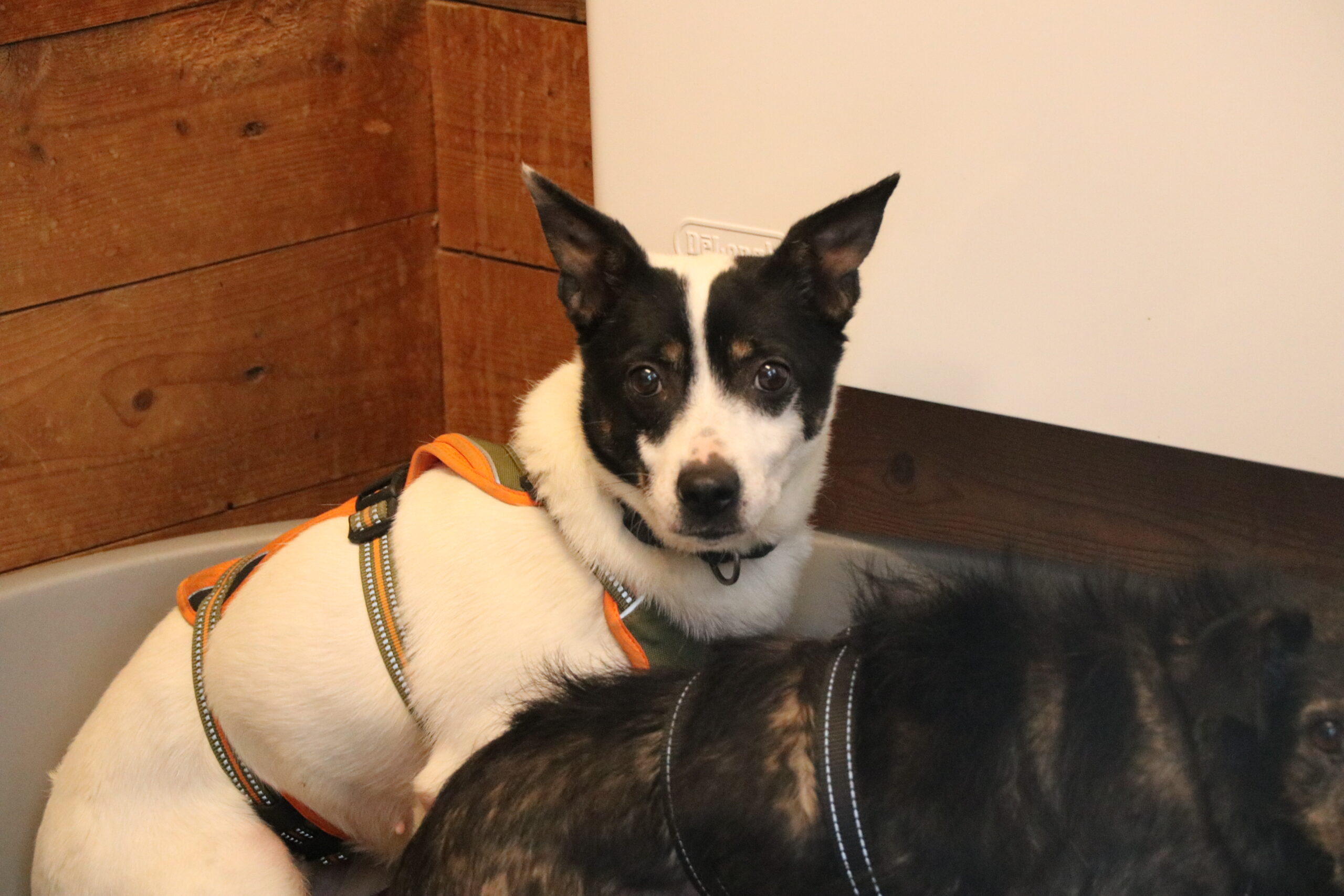 Hund Gertrude Zuhause gesucht Tierheim Hoffnung für Tiere