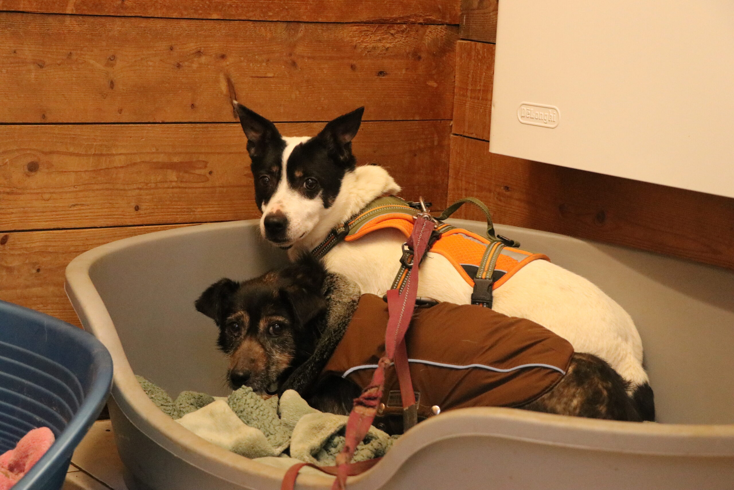 Hund Gertrude Zuhause gesucht Tierheim Hoffnung für Tiere