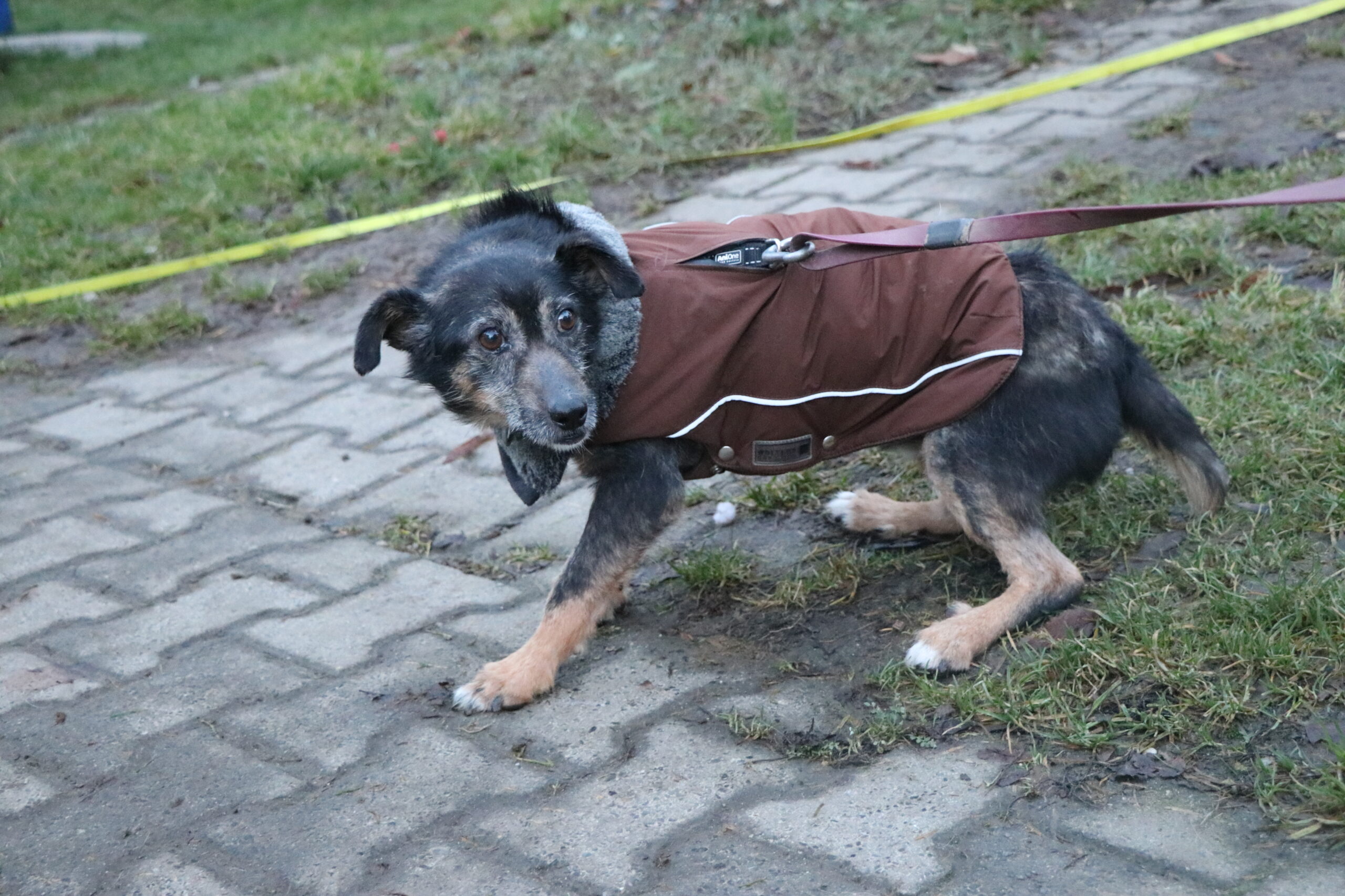 Hund Rysik Zuhause gesucht Tierheim Hoffnung für Tiere