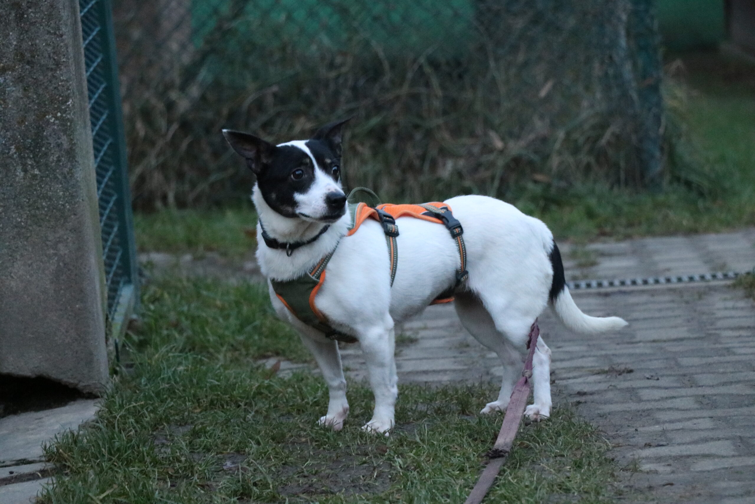 Hund Gertrude Zuhause gesucht Tierheim Hoffnung für Tiere