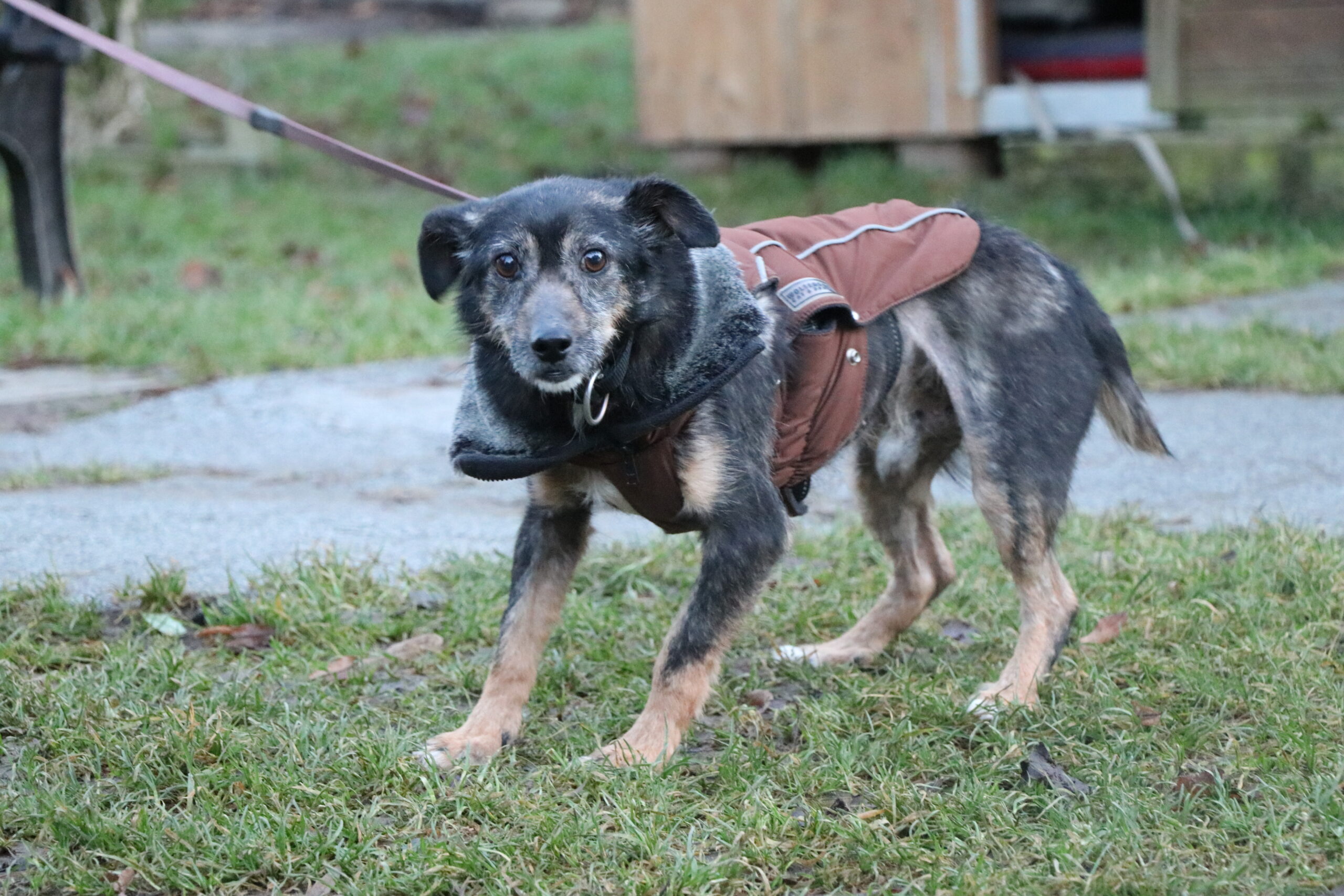 Hund Rysik Zuhause gesucht Tierheim Hoffnung für Tiere