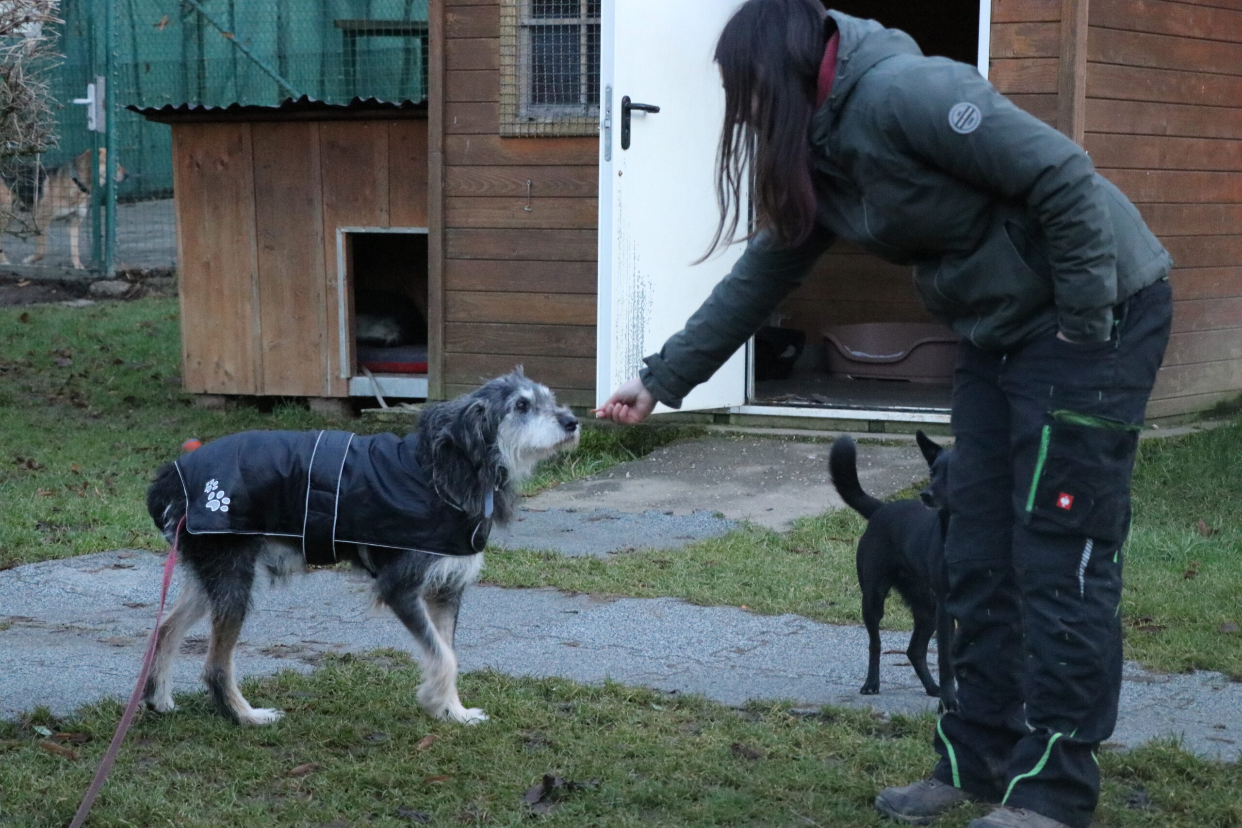 Hund Mumin Hundeopi Zuhause gesucht Tierheim Hoffnung für Tiere