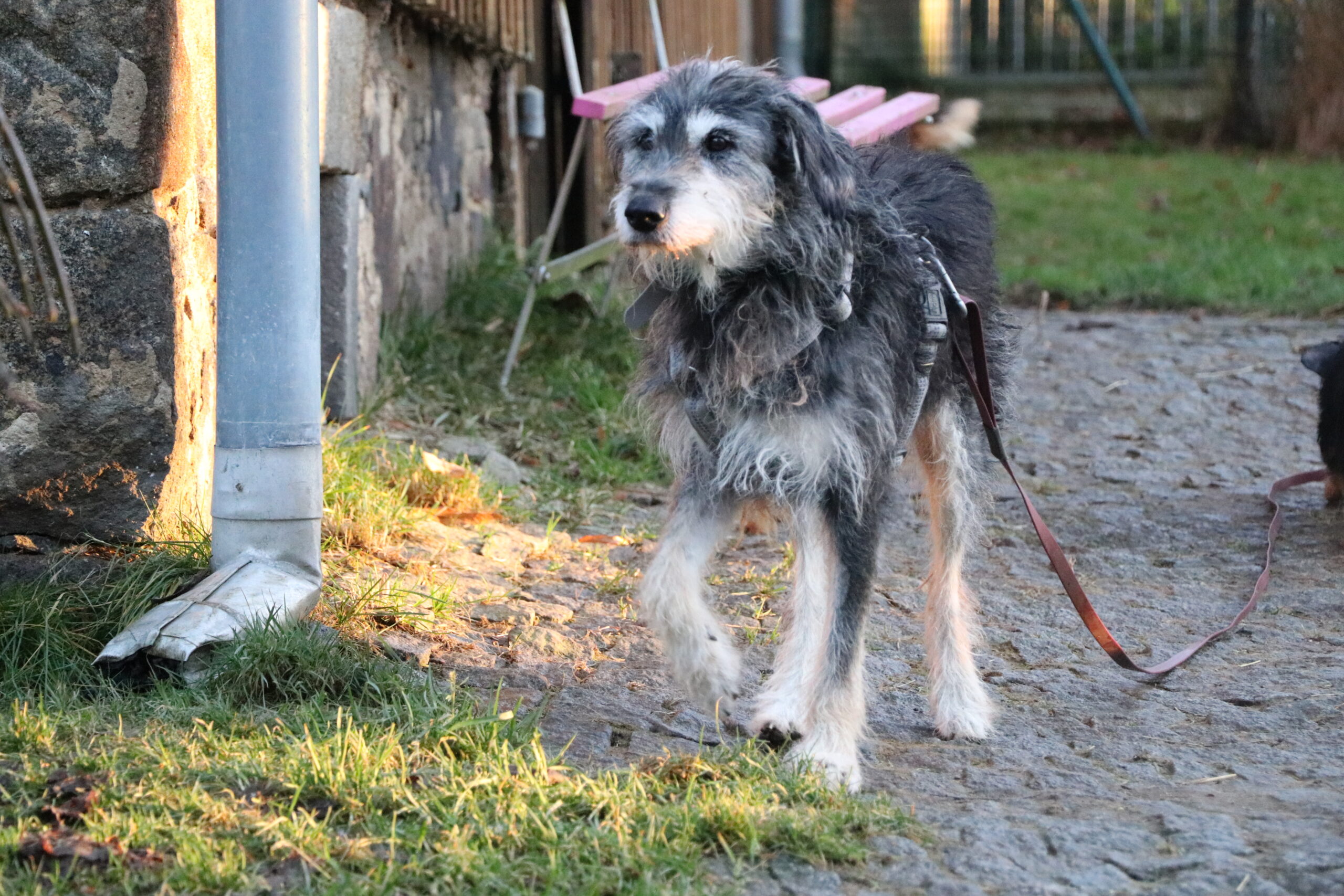 Hund Mumin Hundeopi Zuhause gesucht Tierheim Hoffnung für Tiere