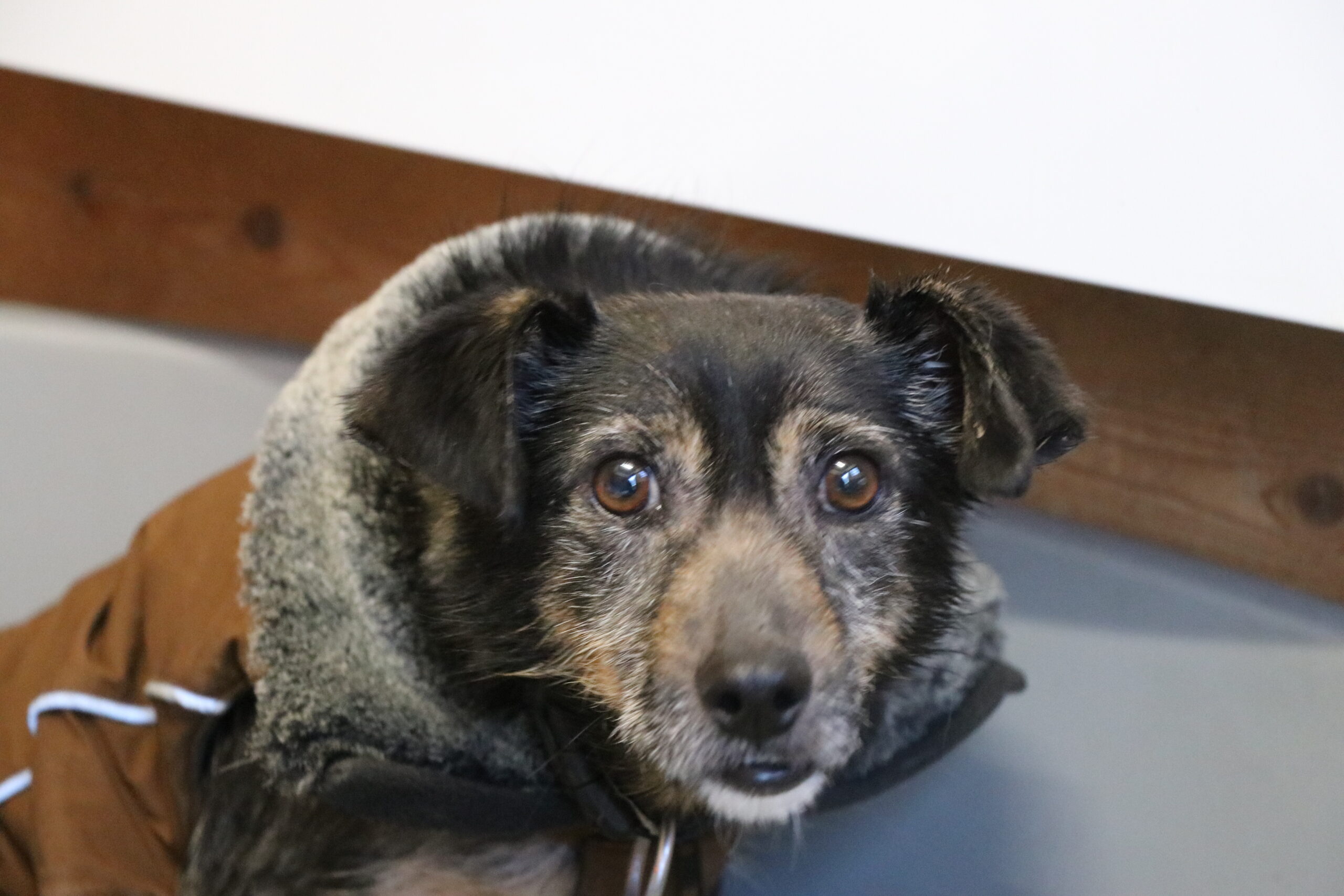 Hund Rysik Zuhause gesucht Tierheim Hoffnung für Tiere