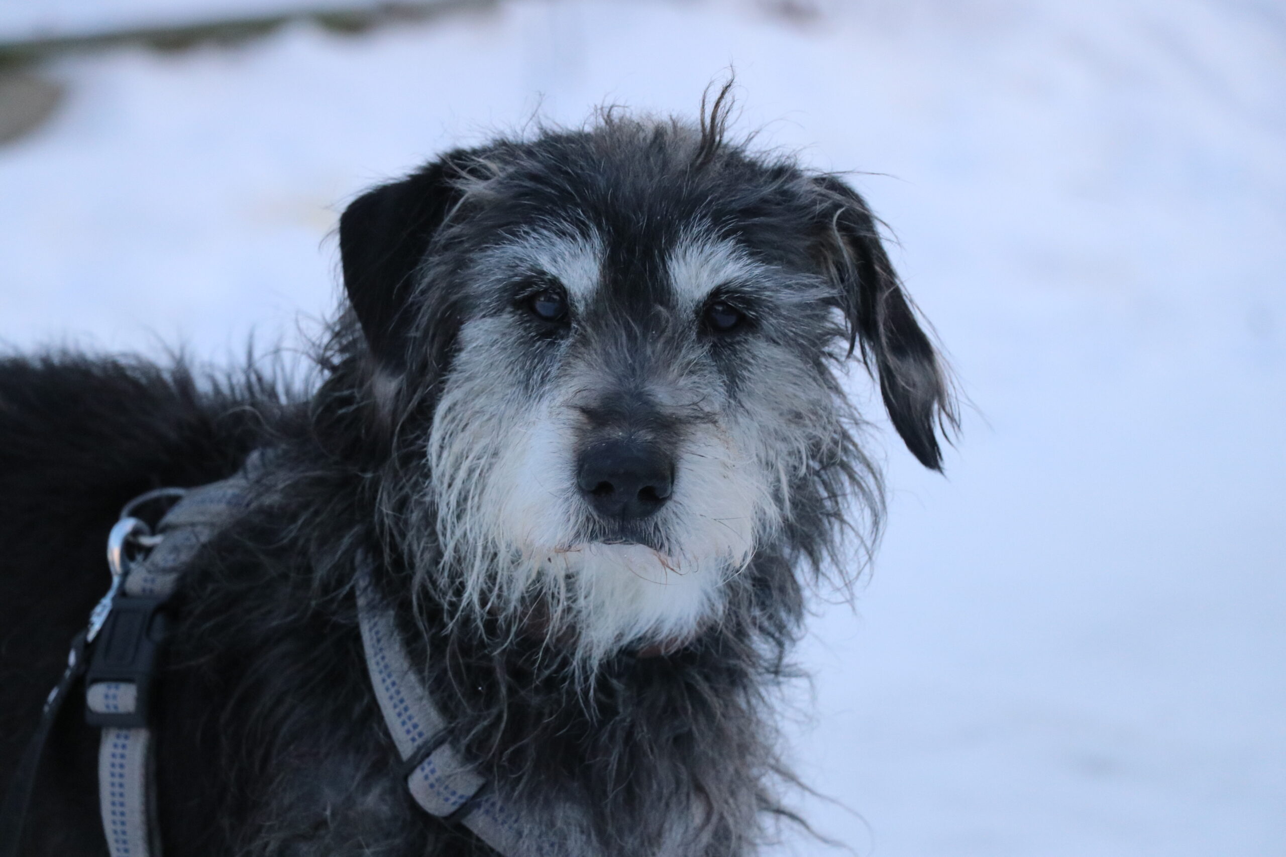 Hund Mumin Hundeopi Zuhause gesucht Tierheim Hoffnung für Tiere