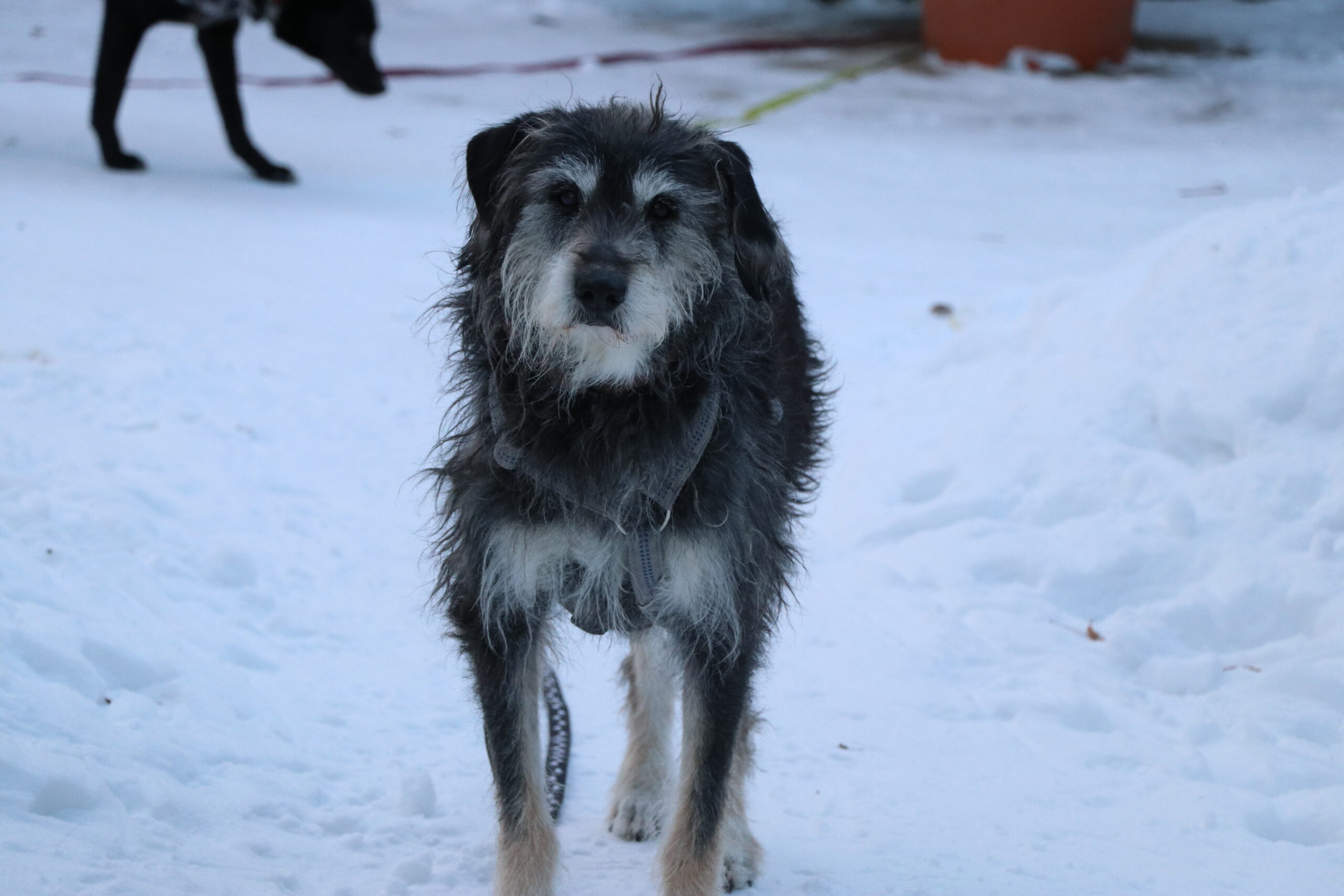 Hund Mumin Hundeopi Zuhause gesucht Tierheim Hoffnung für Tiere