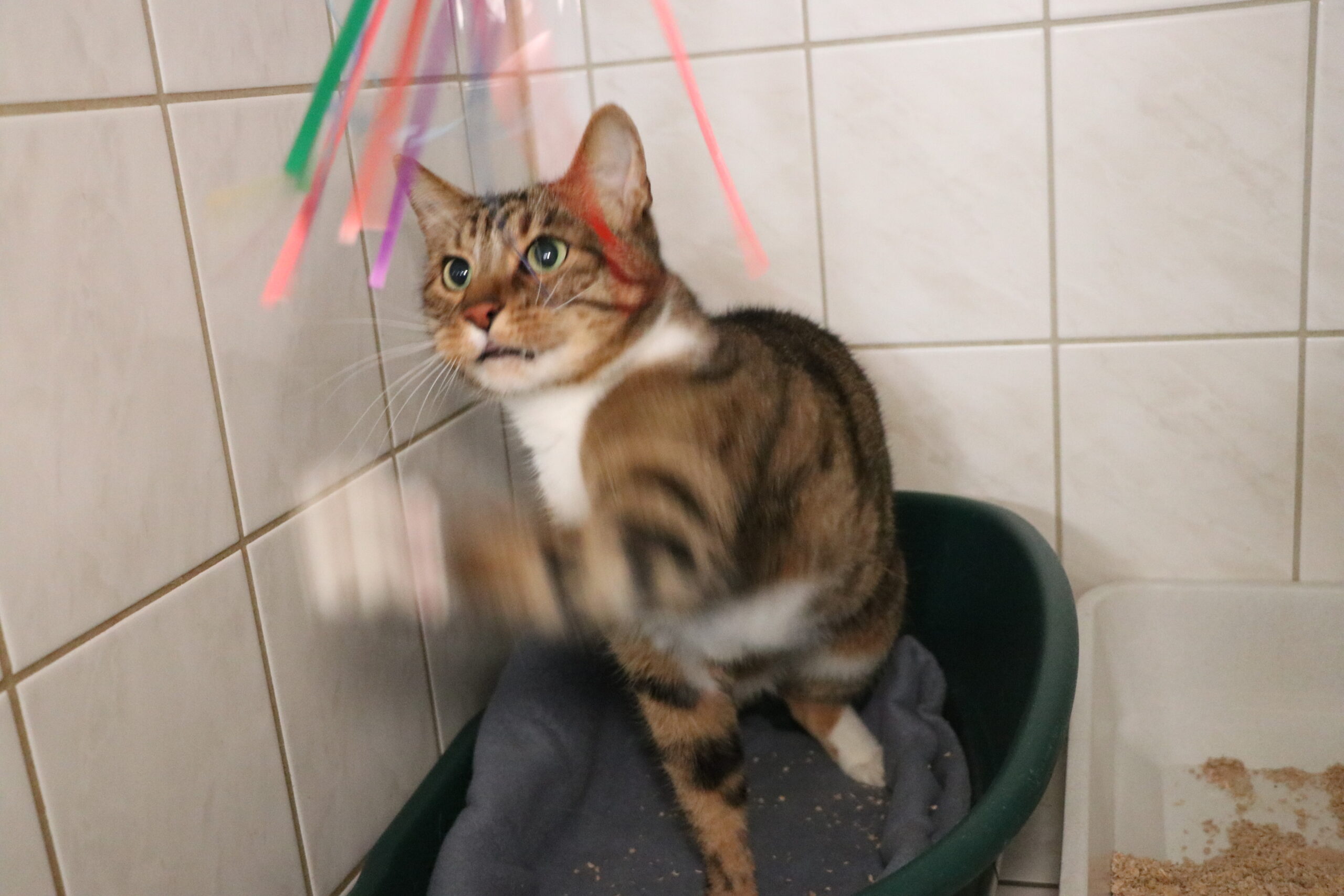 Blacky Katzen Blacky und Simba Zuhause gesucht Tierheim Hoffnung für Tiere