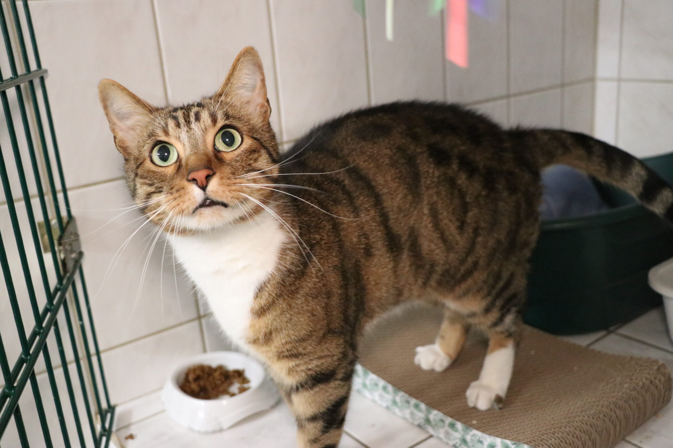 Blacky Katzen Blacky und Simba Zuhause gesucht Tierheim Hoffnung für Tiere