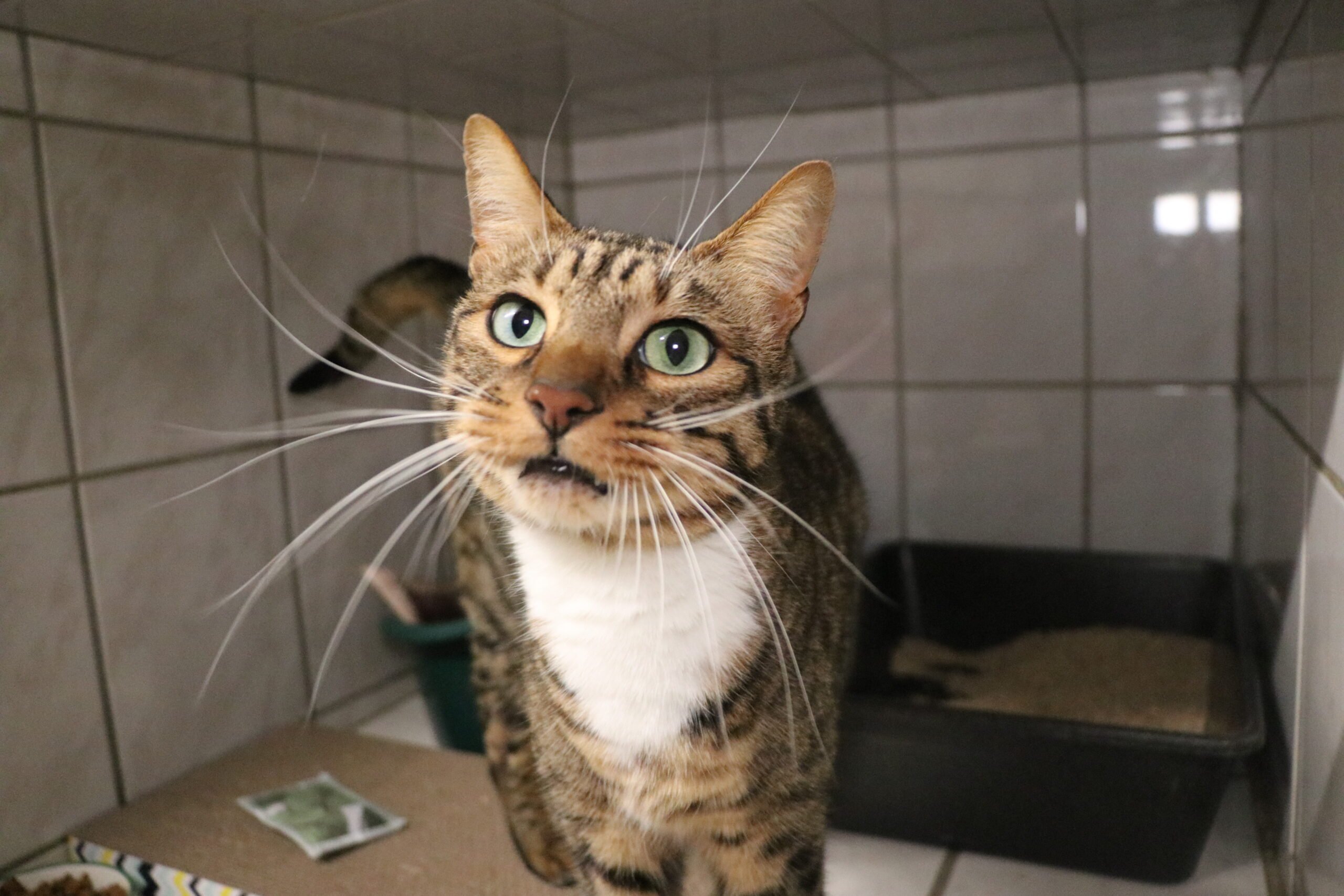 Simba Katzen Blacky und Simba Zuhause gesucht Tierheim Hoffnung für Tiere