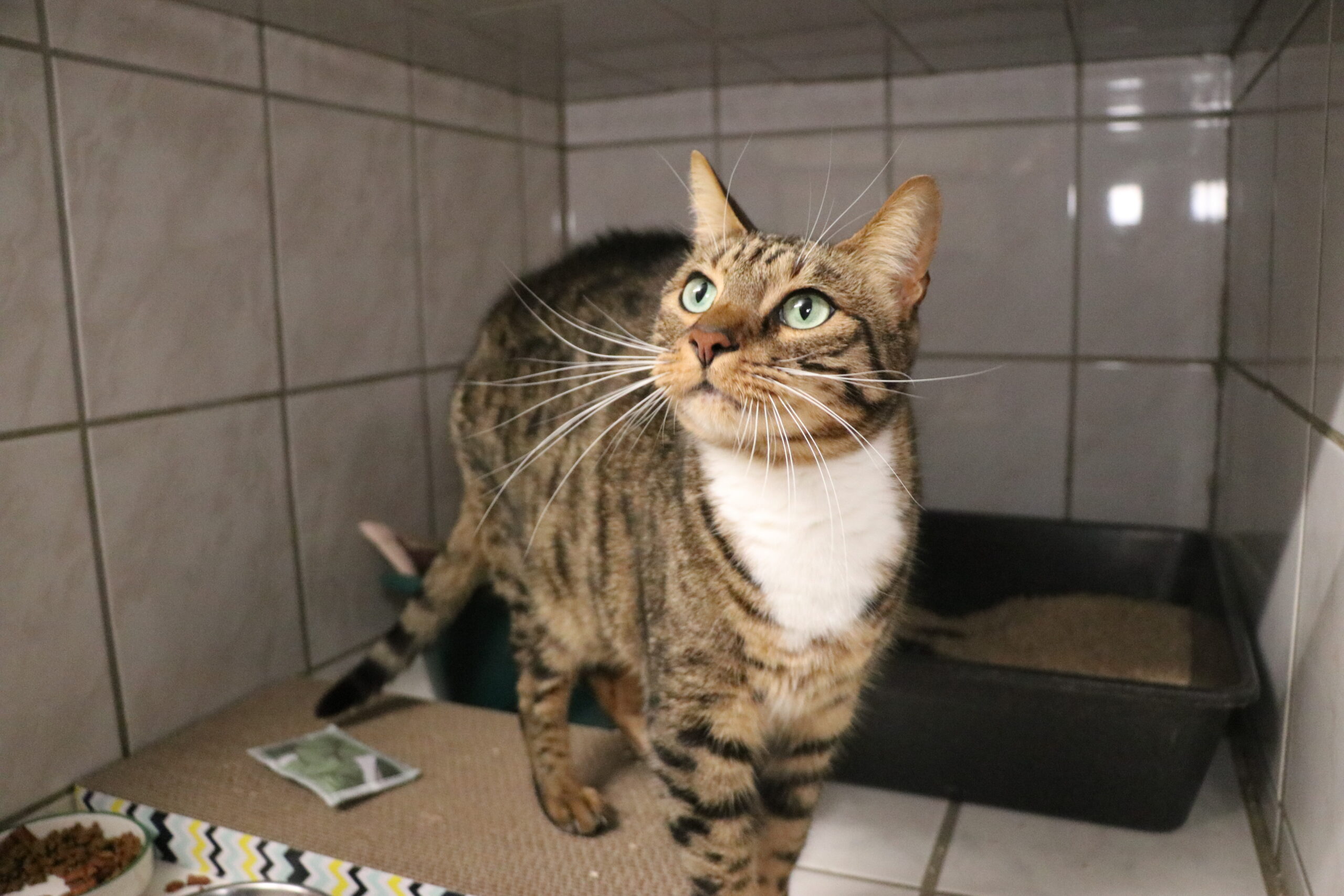 Simba Katzen Blacky und Simba Zuhause gesucht Tierheim Hoffnung für Tiere