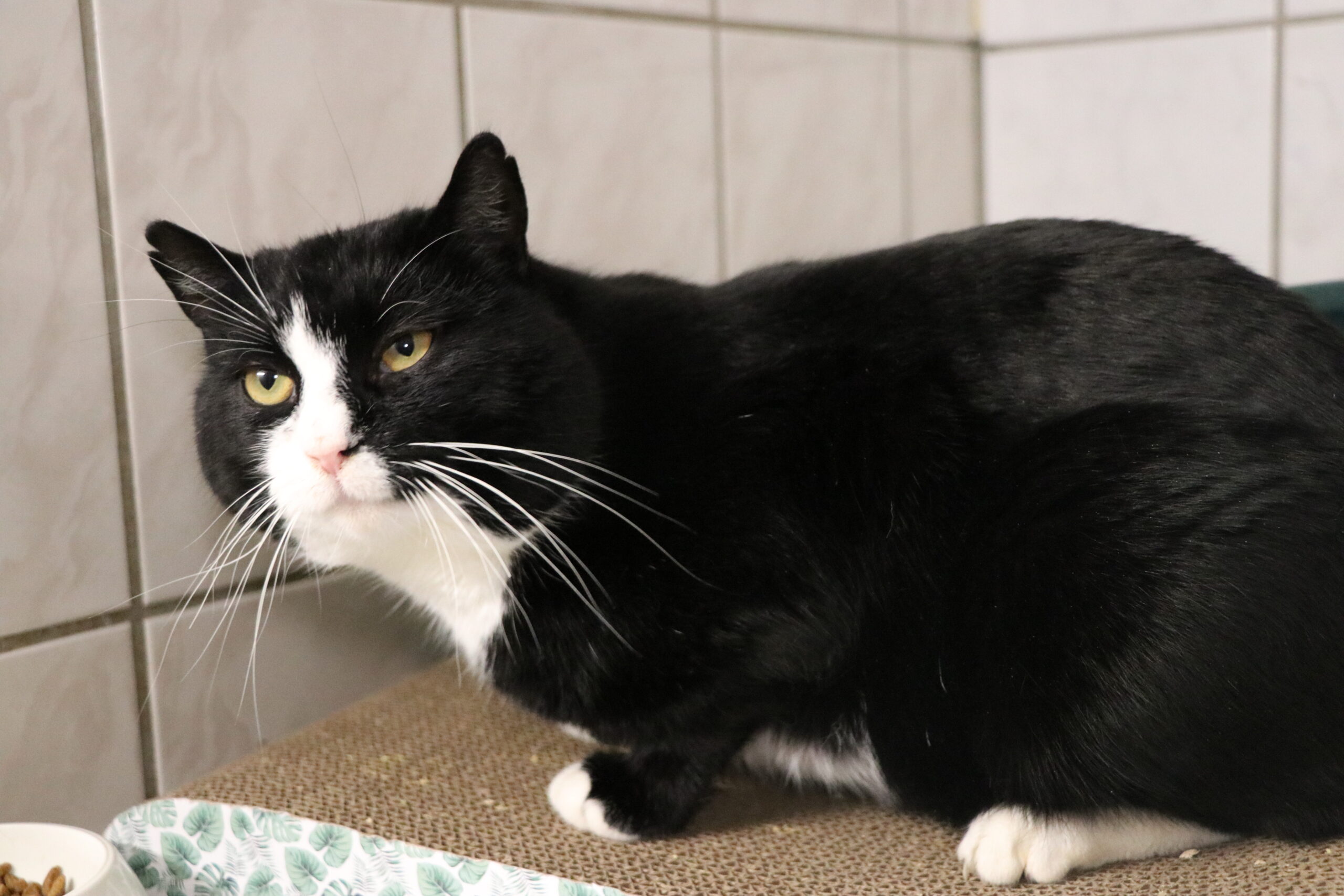 Bernd Katze Bernd Zuhause gesucht Tierheim Hoffnung für Tiere