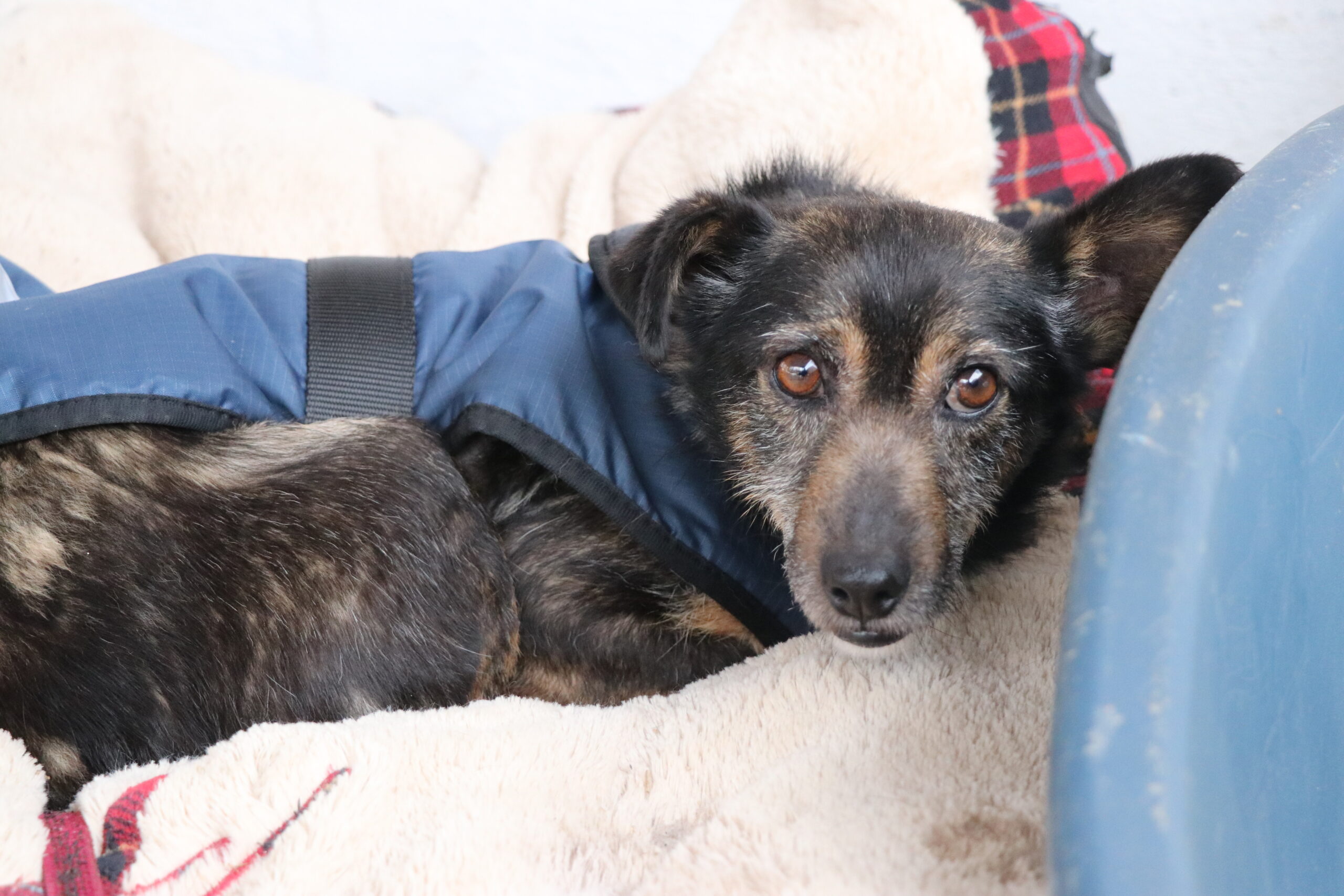 Hund Rysik Zuhause gesucht Tierheim Hoffnung für Tiere