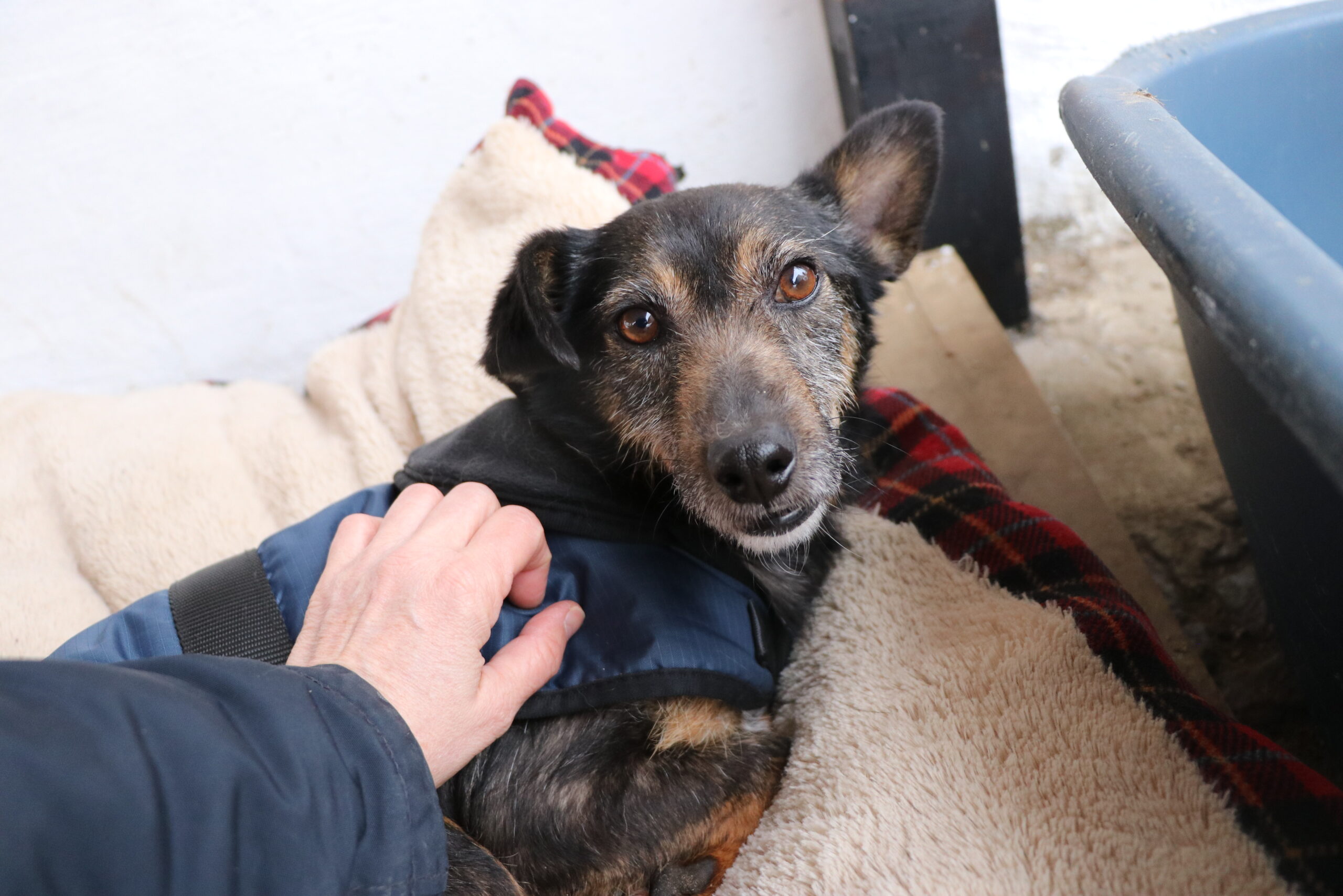 Hund Rysik Zuhause gesucht Tierheim Hoffnung für Tiere