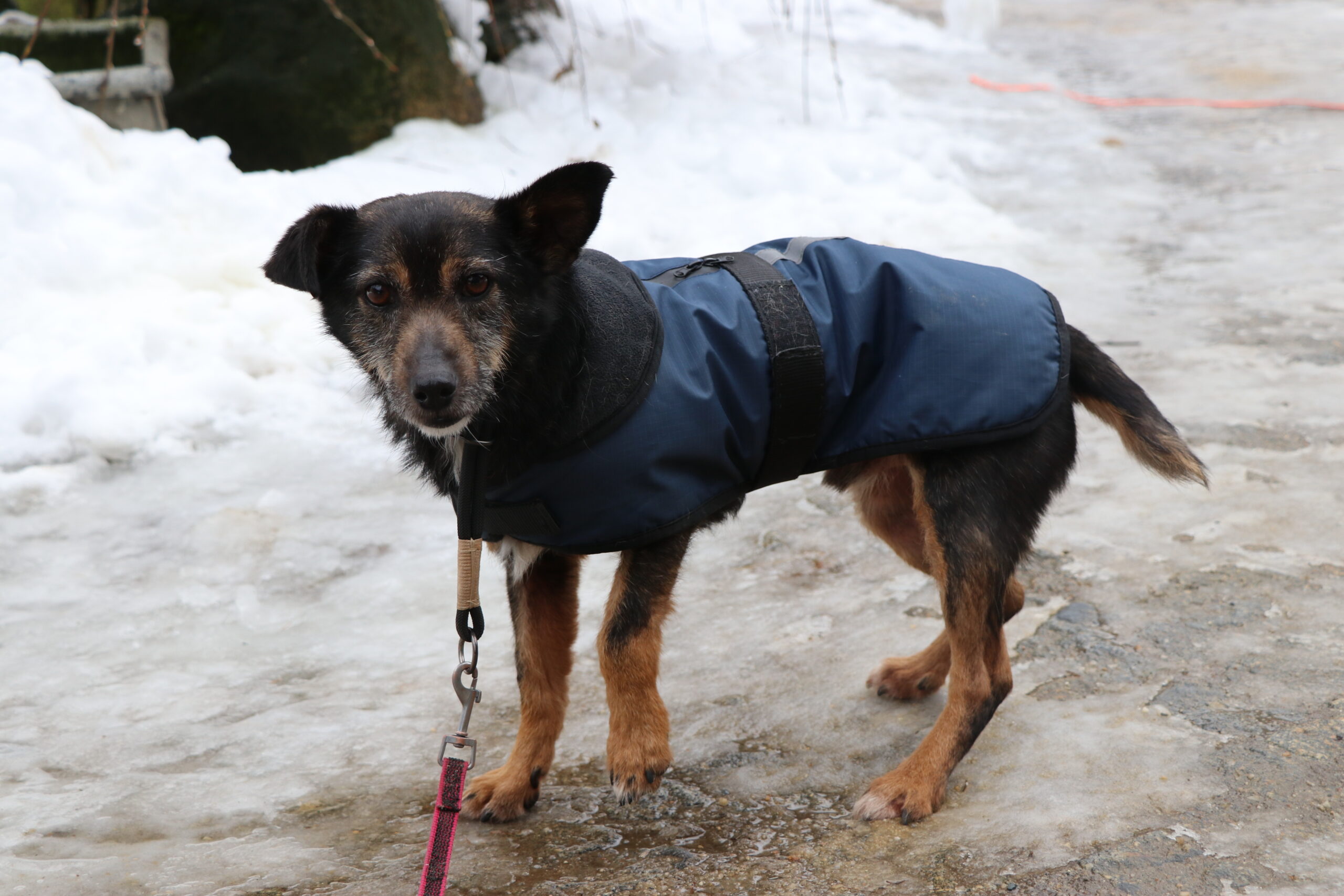 Hund Rysik Zuhause gesucht Tierheim Hoffnung für Tiere