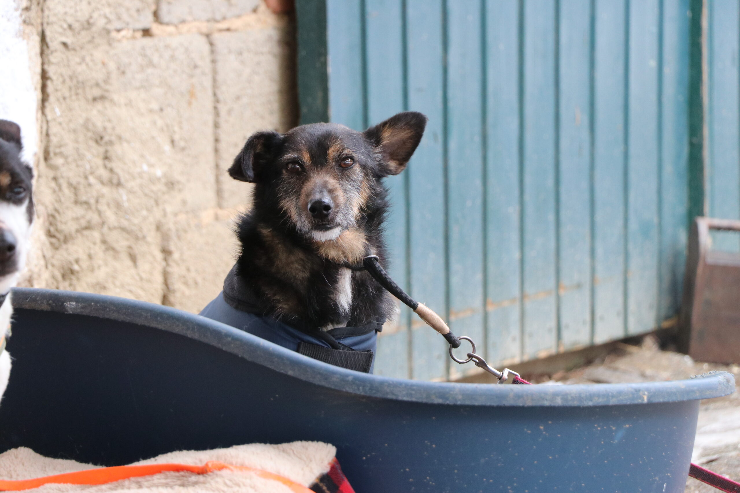 Hund Rysik Zuhause gesucht Tierheim Hoffnung für Tiere