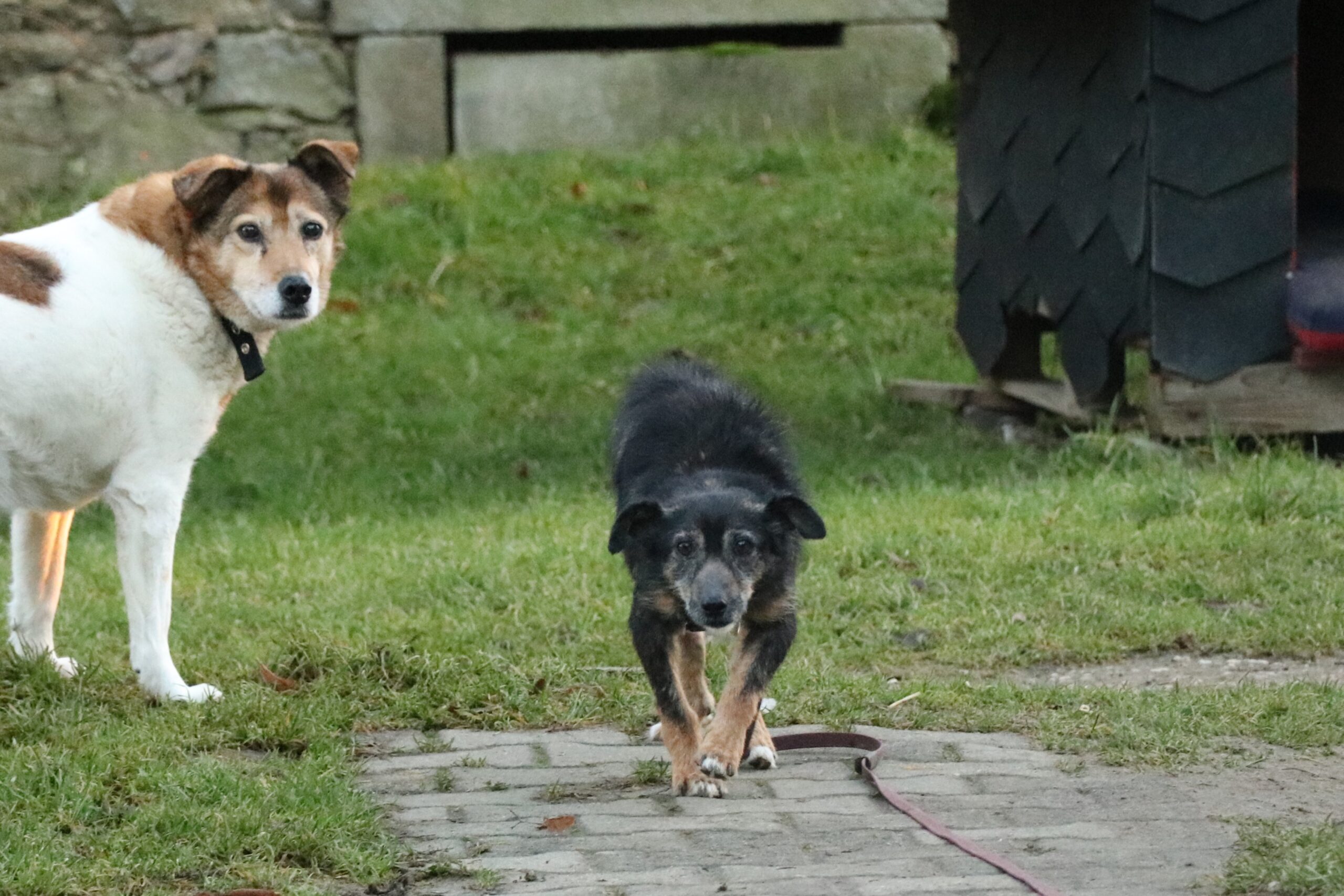 Hund Rysik Zuhause gesucht Tierheim Hoffnung für Tiere