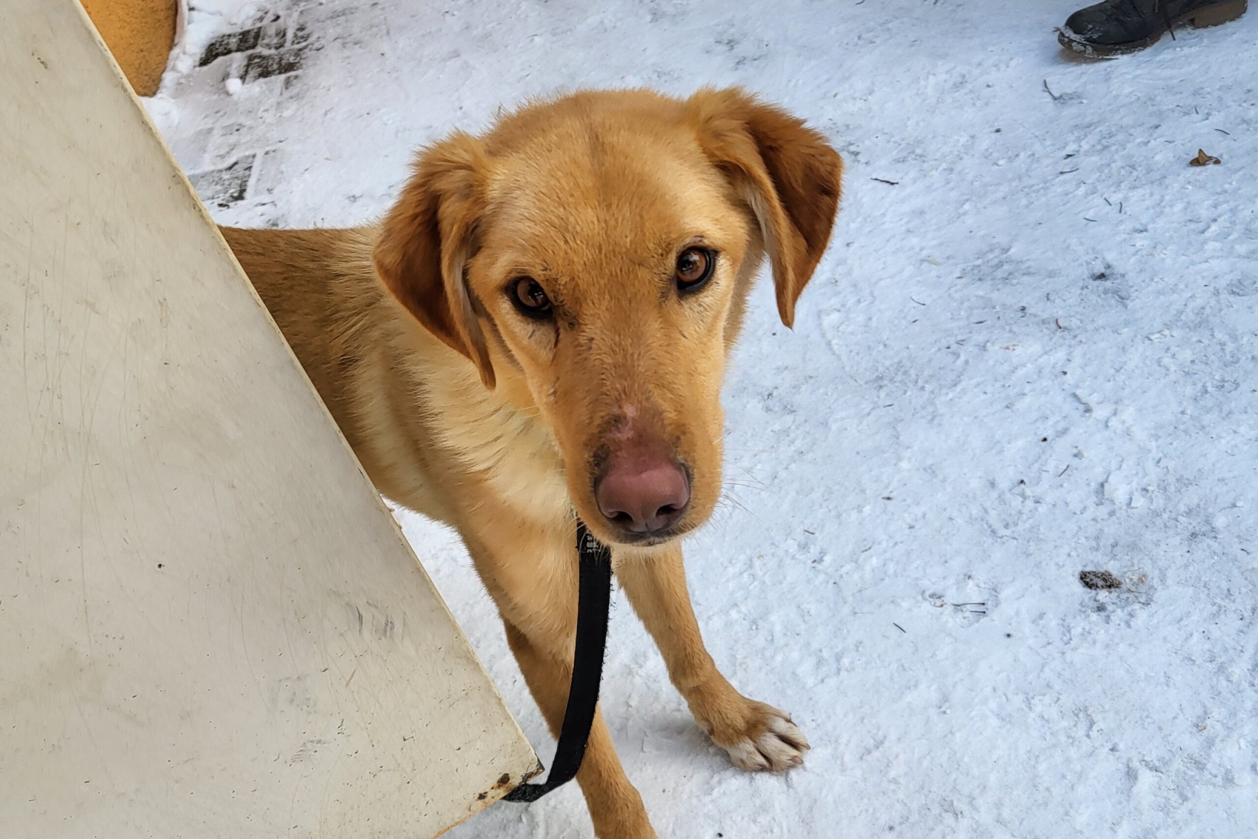 Hund Quinn Zuhause gesucht Tierheim Hoffnung für Tiere