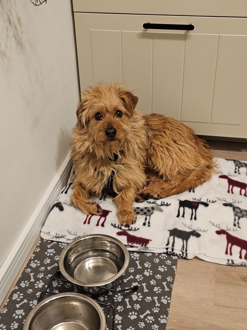 Szarik Weihnachtsdecke