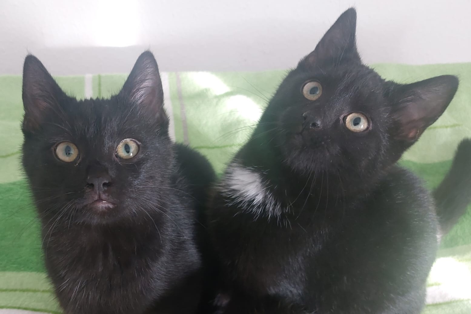 Katzen Tom und Toby Zuhause gesucht Tierheim Hoffnung für Tiere