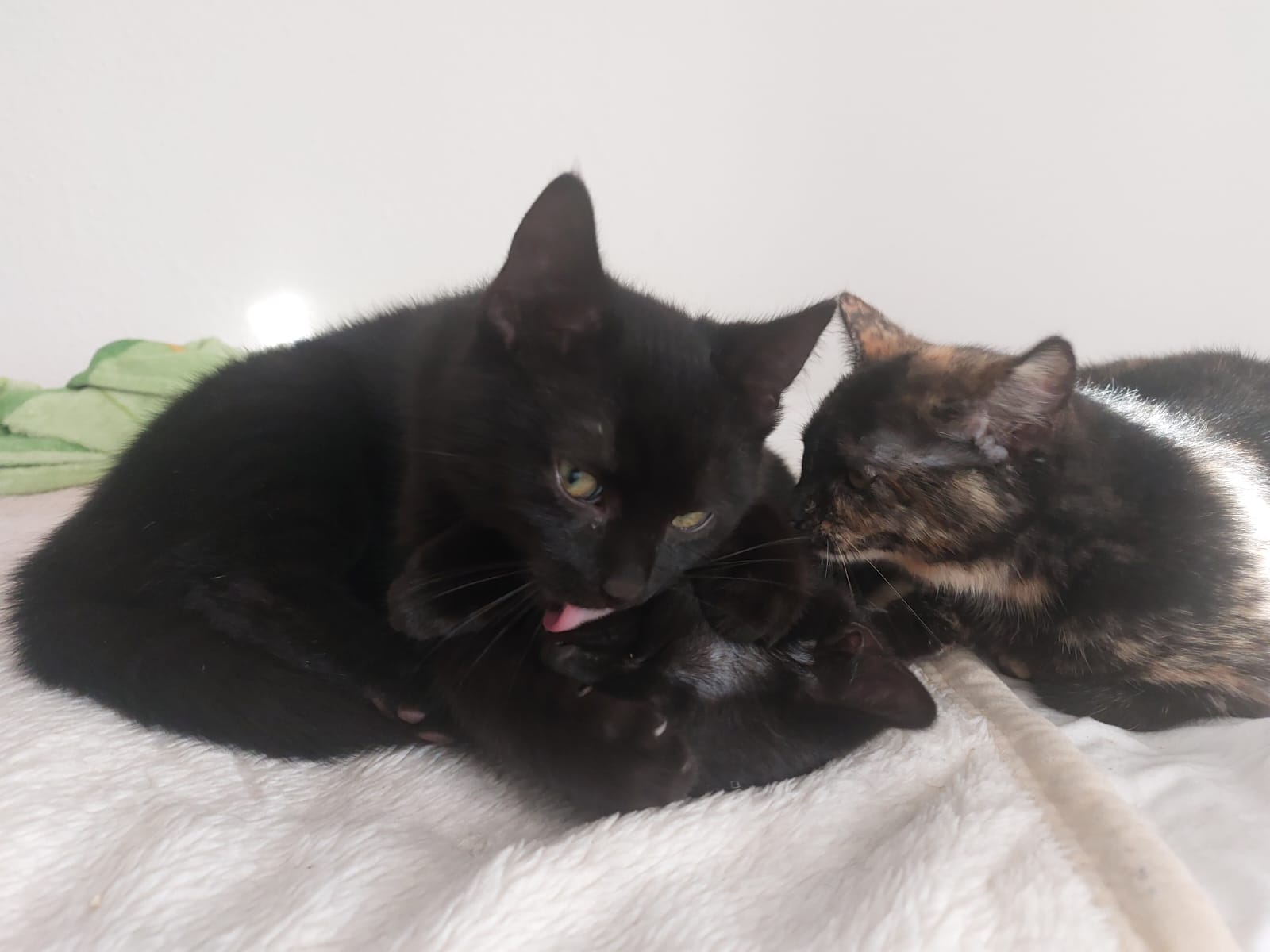 Katzen Toby und Tom Zuhause gesucht Tierheim Hoffnung für Tiere