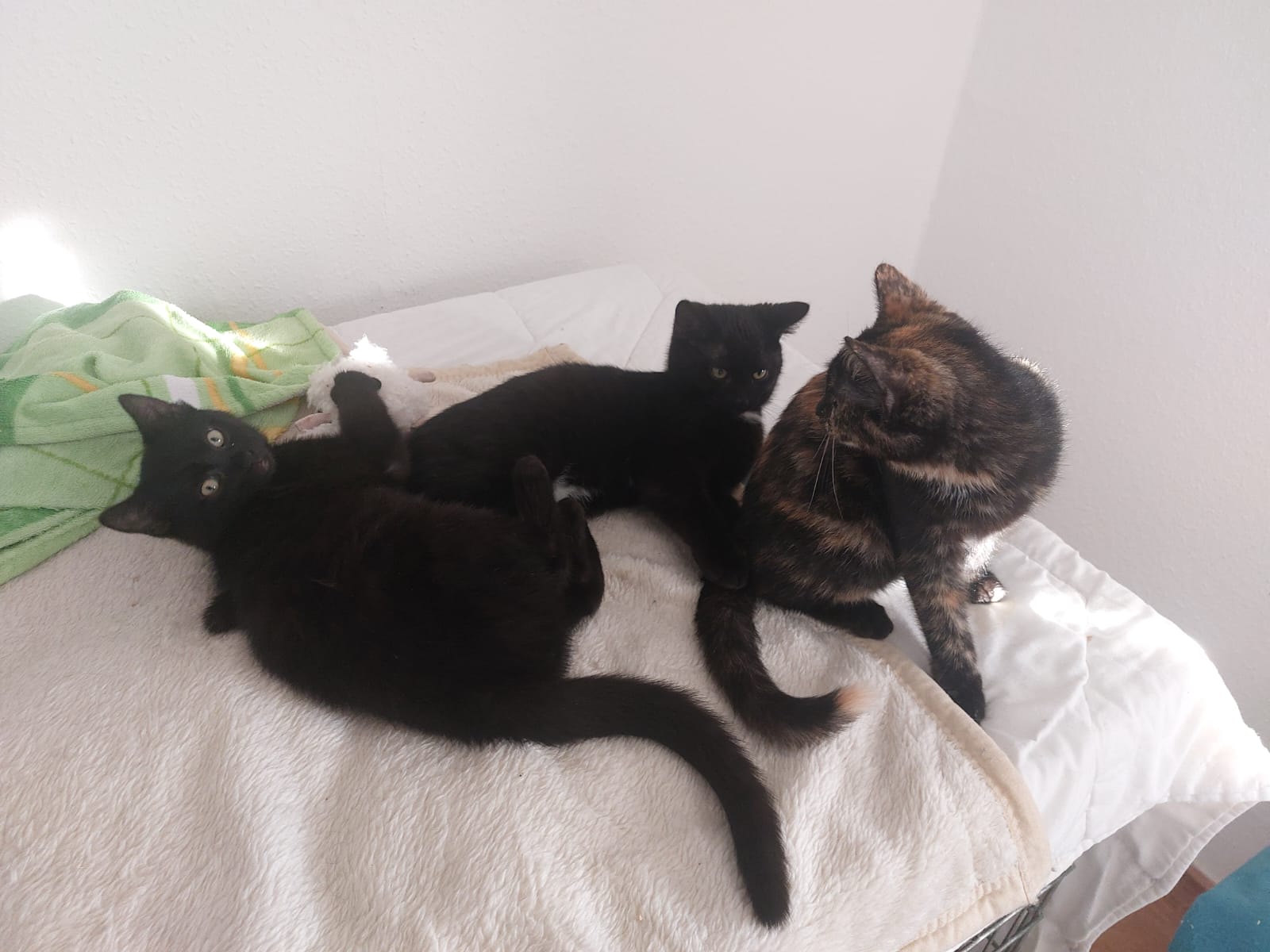 Katzen Toby und Tom Zuhause gesucht Tierheim Hoffnung für Tiere