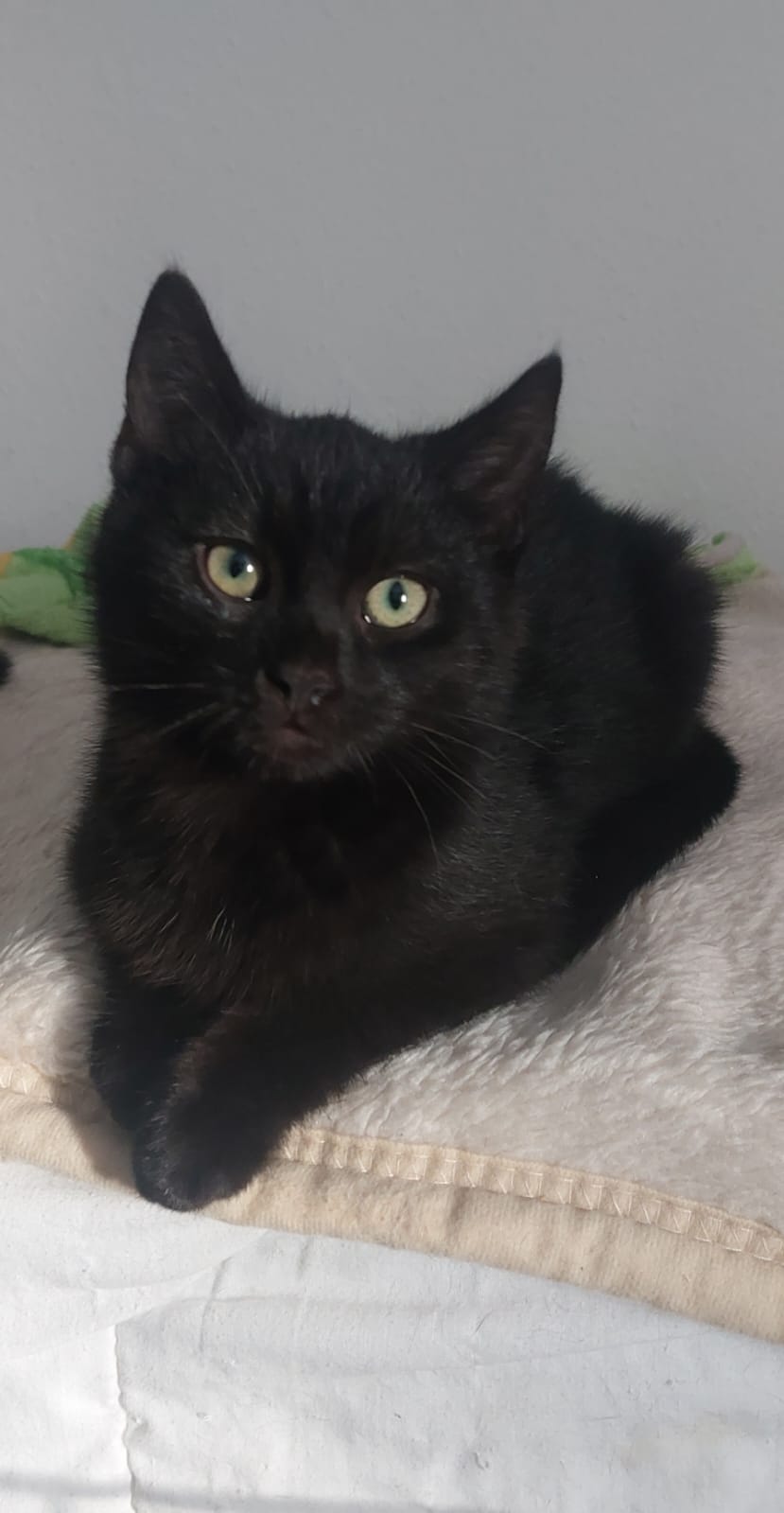 Katzen Toby und Tom Zuhause gesucht Tierheim Hoffnung für Tiere