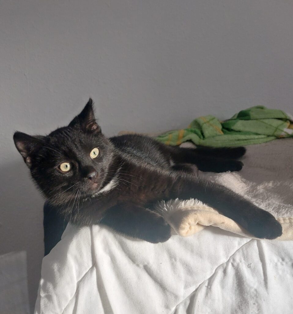 Katzen Toby und Tom Zuhause gesucht Tierheim Hoffnung für Tiere