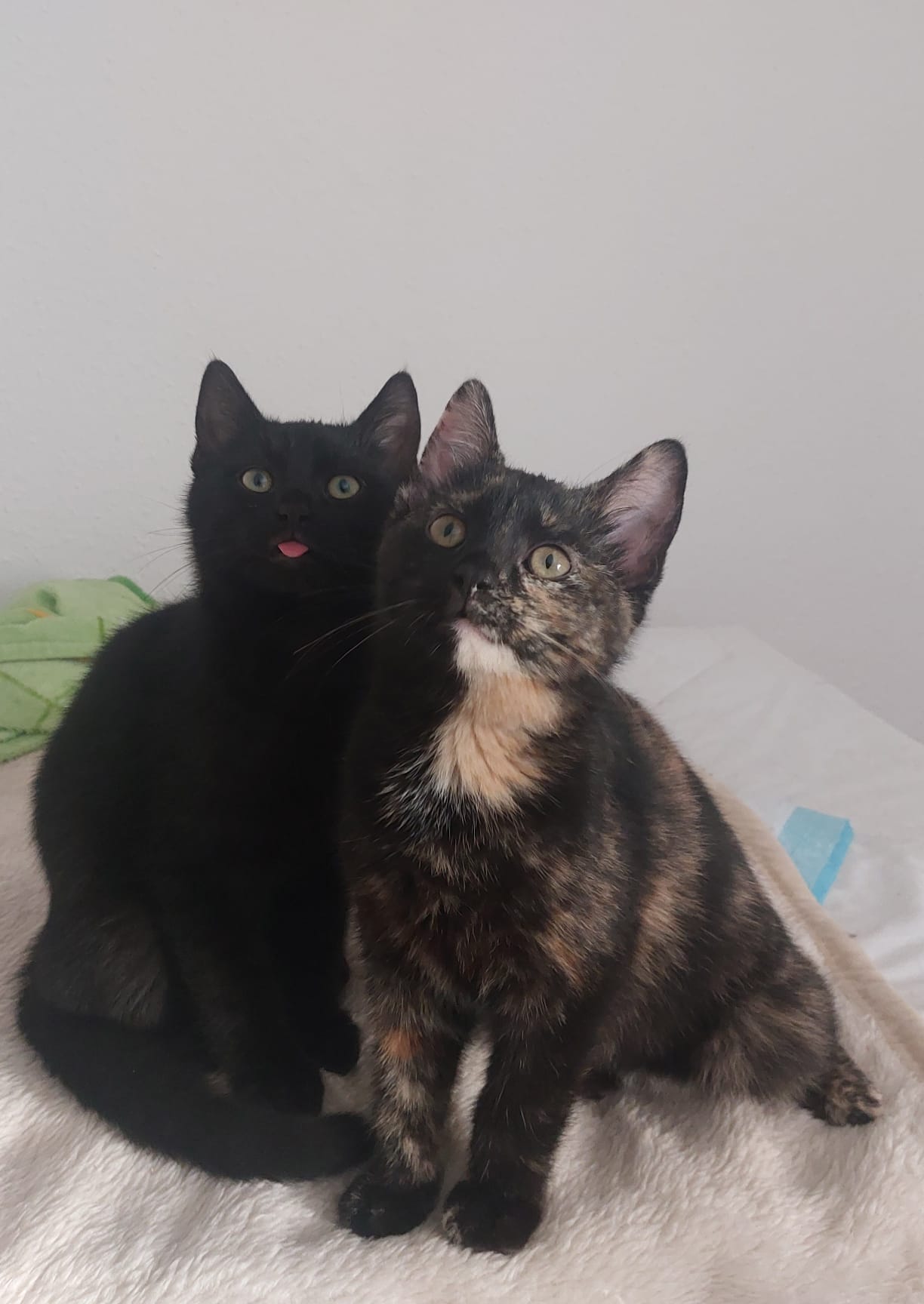 Katze Emmy Zuhause gesucht Tierheim Hoffnung für Tiere