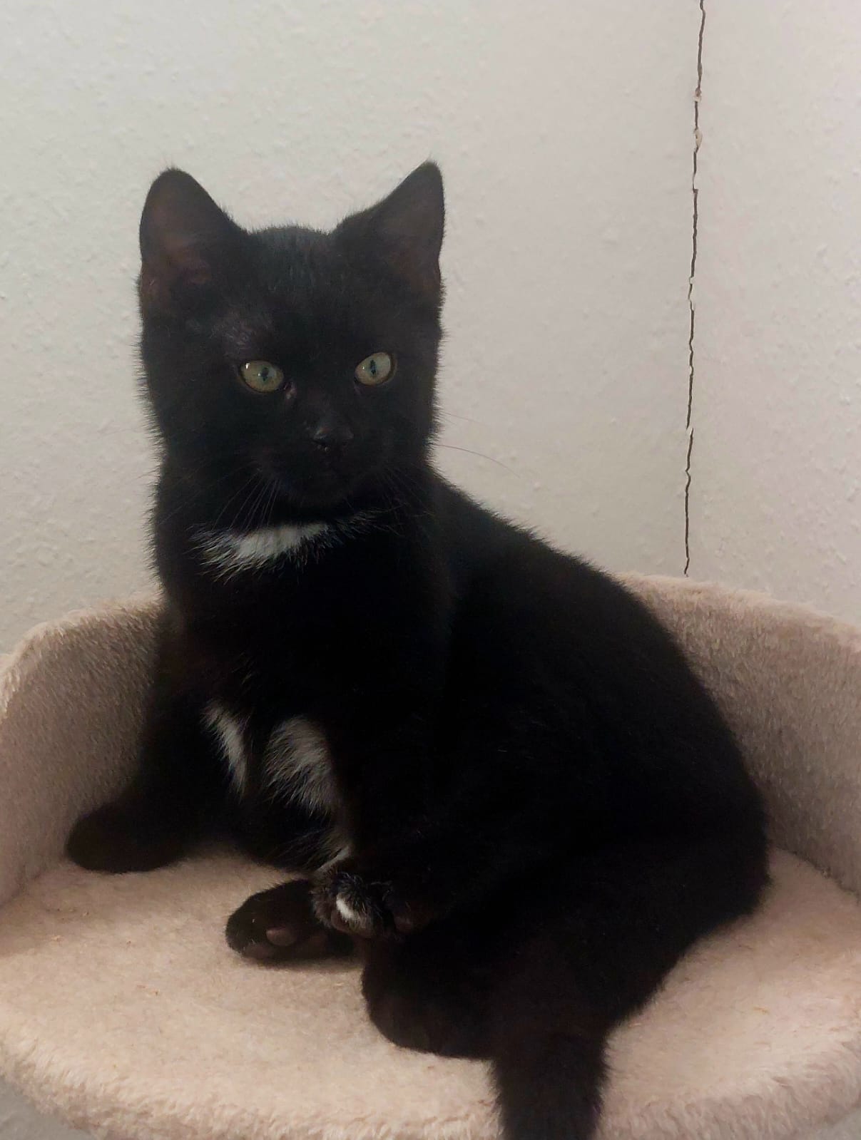 Katzen Toby und Tom Zuhause gesucht Tierheim Hoffnung für Tiere